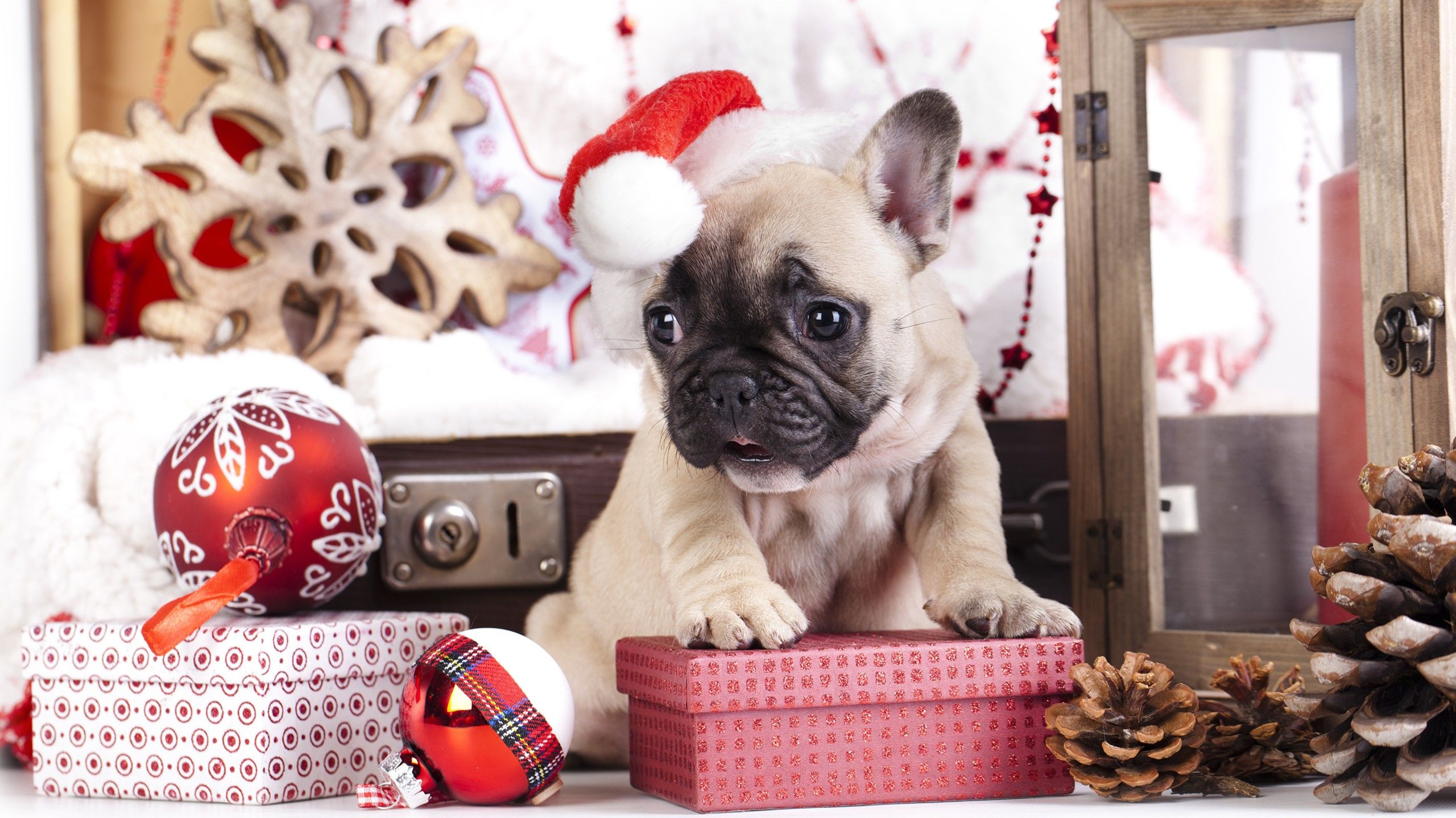 Wallpaper puppy, cute animals, Christmas, New Year, 4k, Holidays