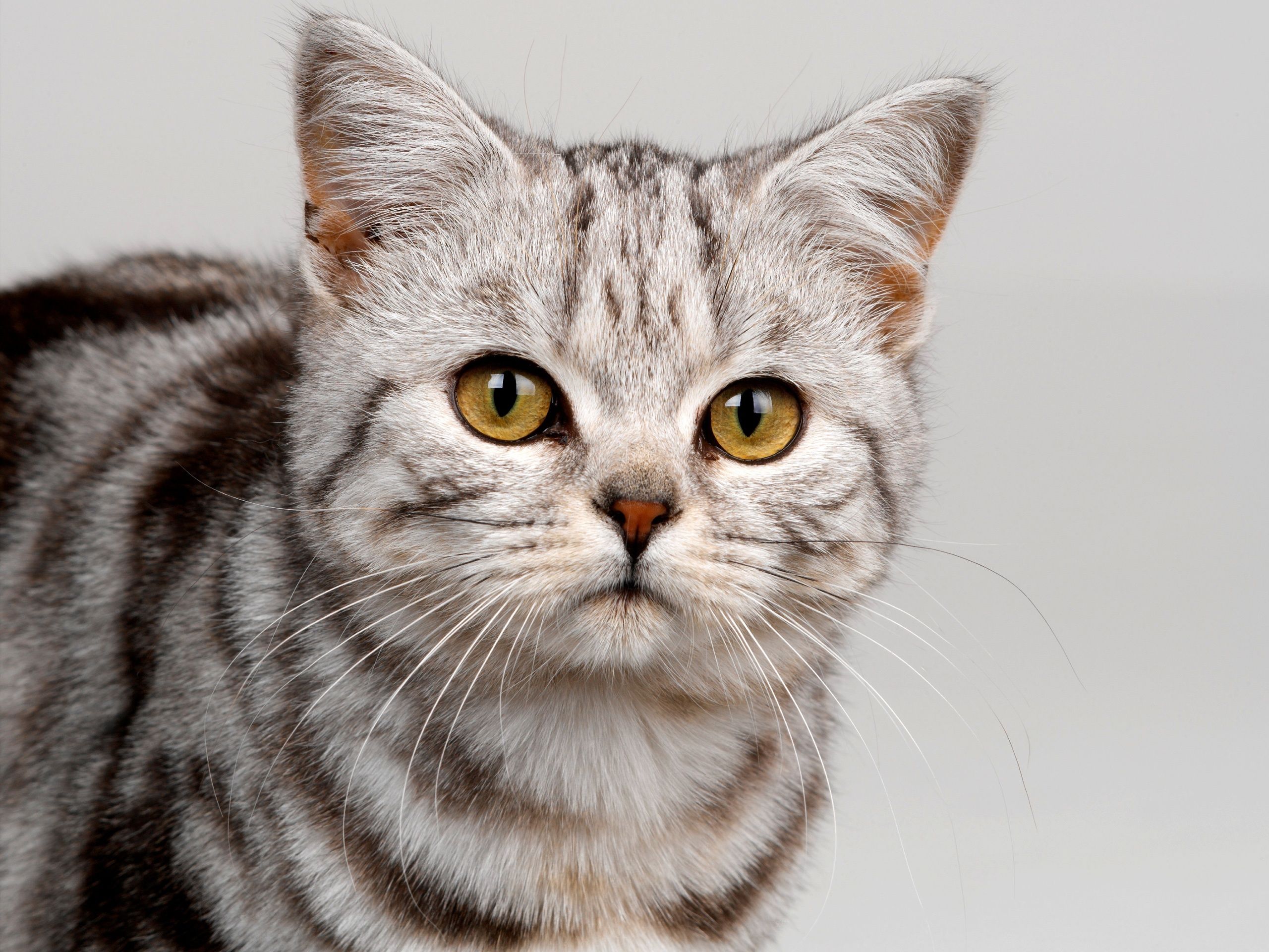 Wallpaper Gray Striped Cat Close Up, Yellow Eyes 2560x1920 HD