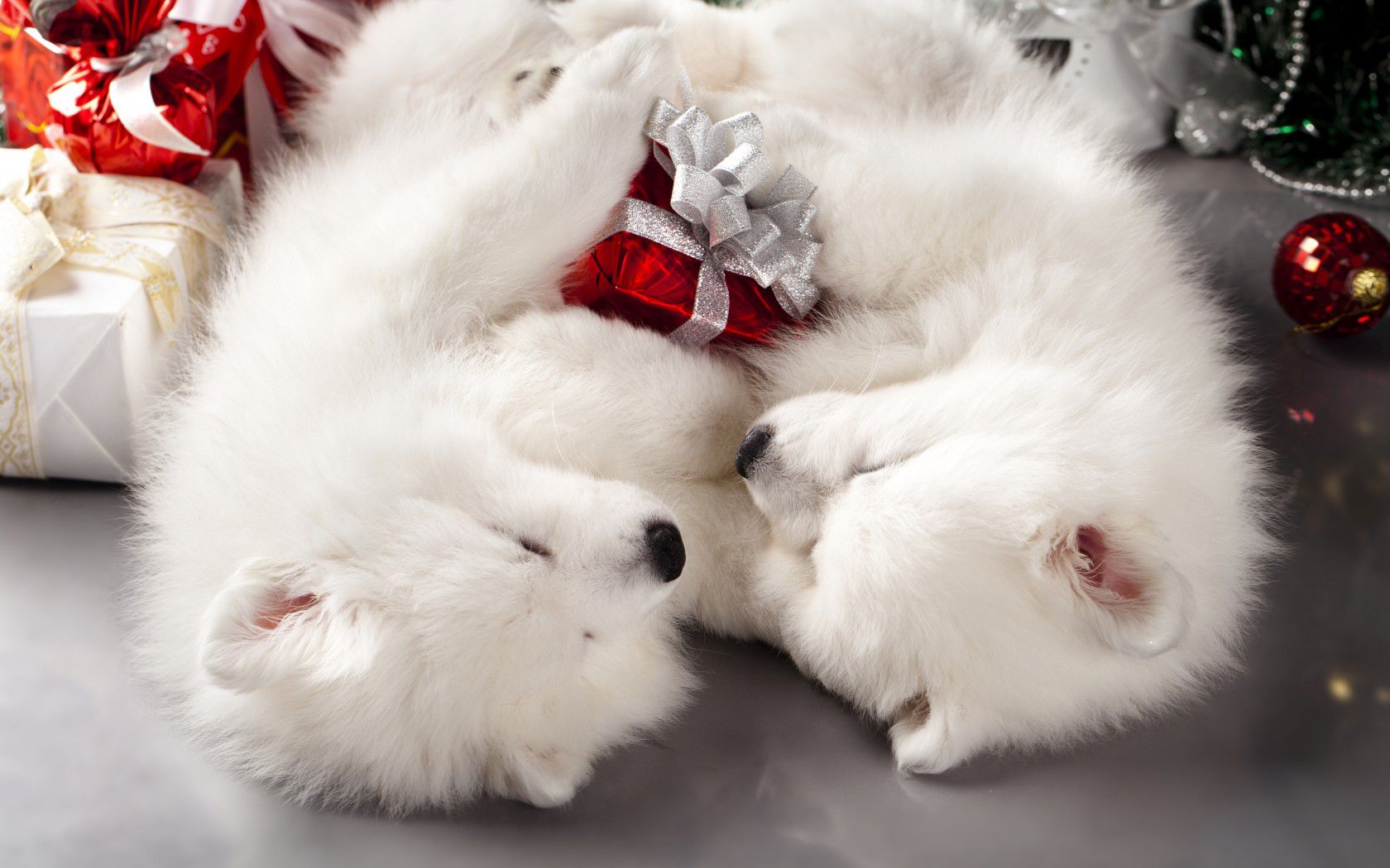 White Puppies Christmas Wallpaper Quality Image And Transparent PNG Free Clipart