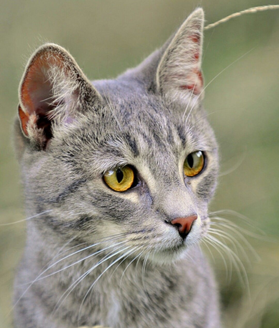 Moonflower. Grey tabby cats, American shorthair cat