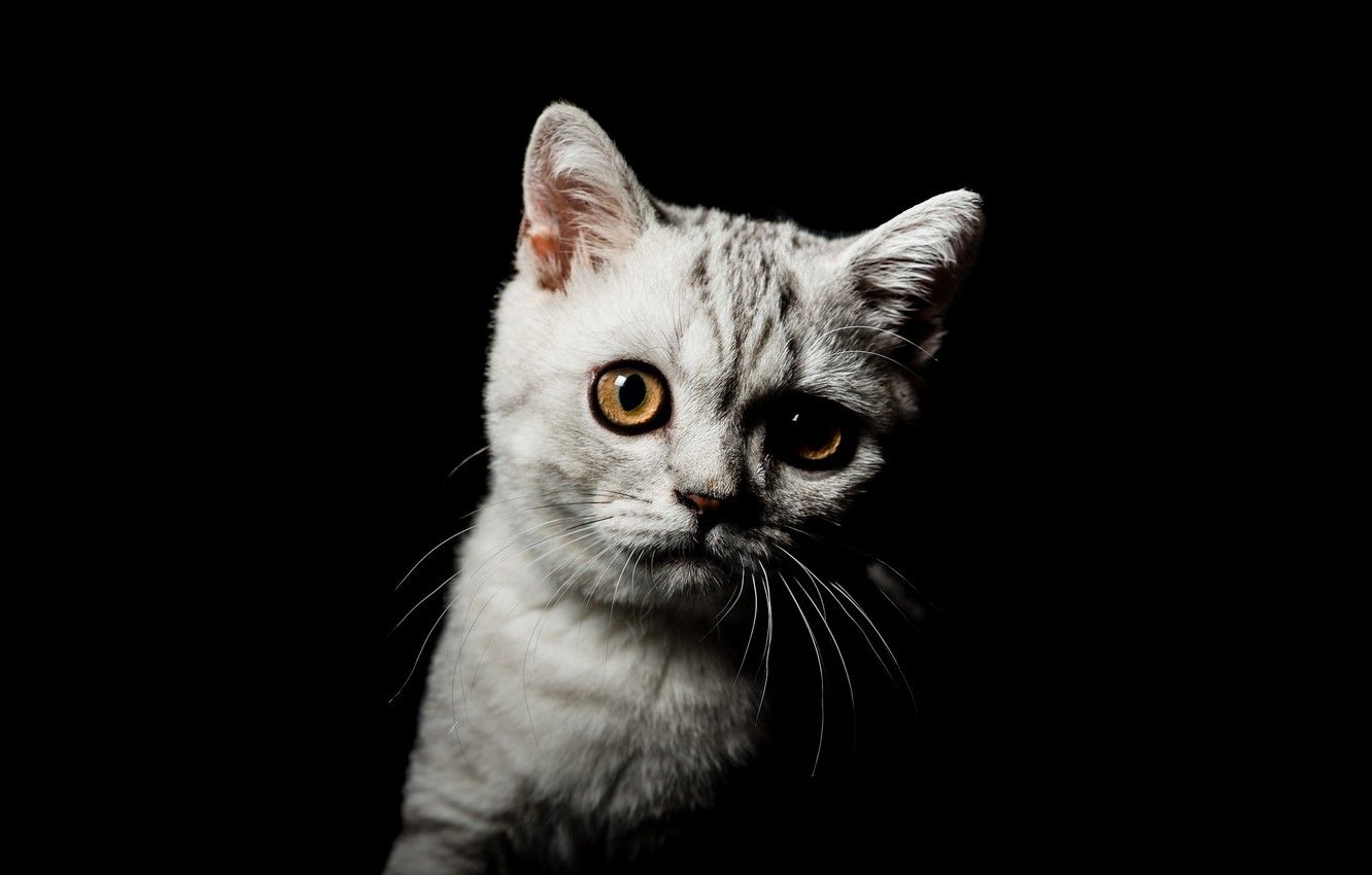 Wallpaper cat, eyes, look, kitty, grey, portrait, muzzle, cute