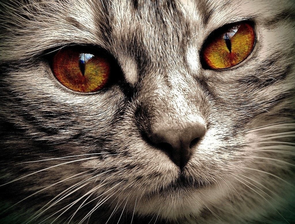Cat, yellow eyes, fur, head, close up wallpaper. Cats, Grey tabby