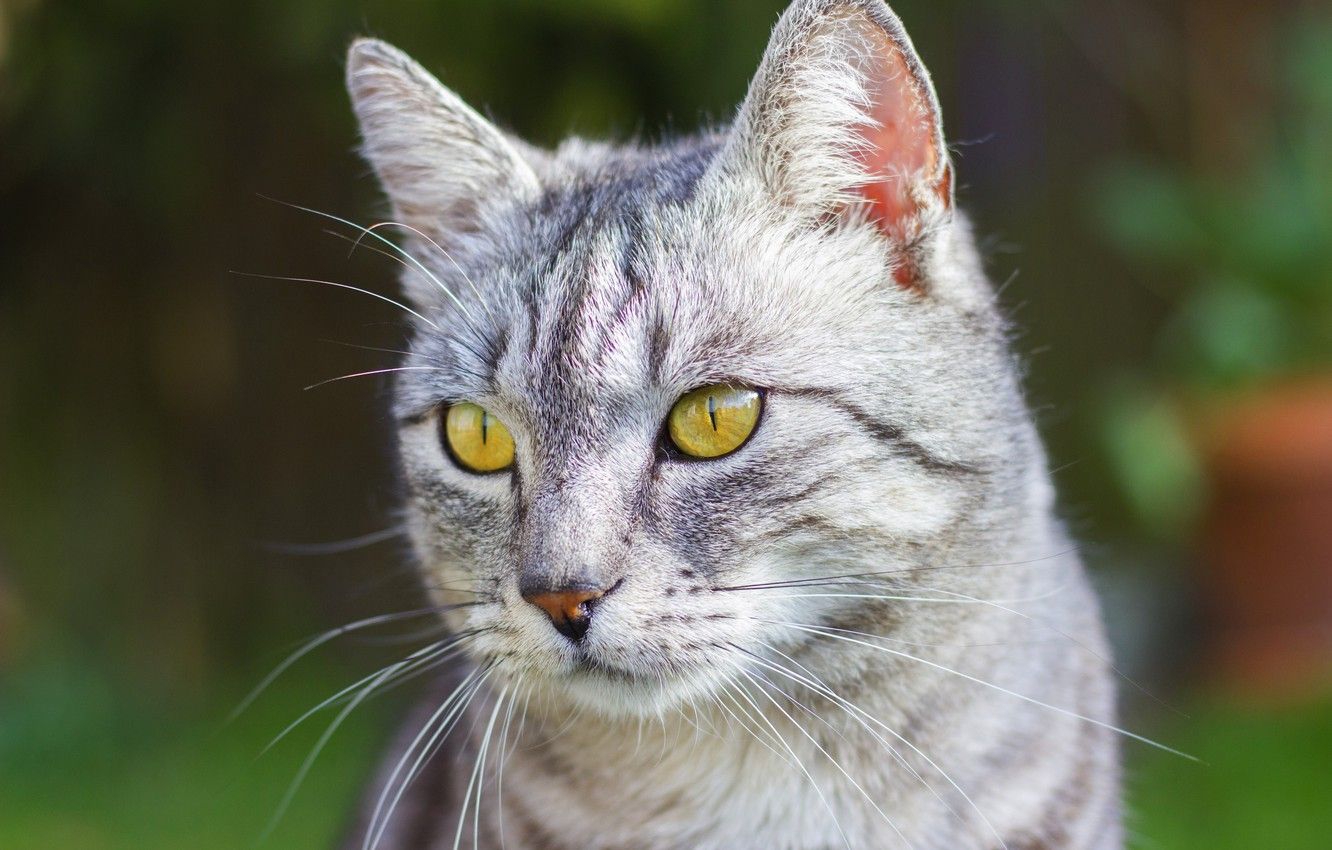 Wallpaper cat, cat, look, face, green, grey, background, portrait