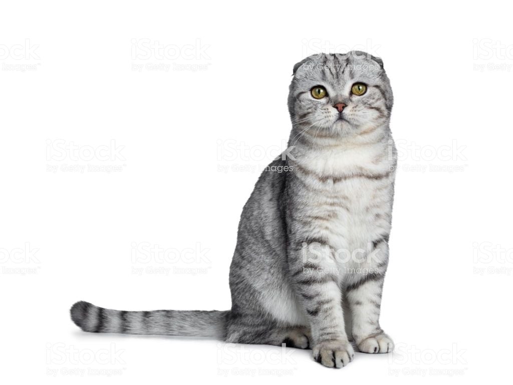 Handsome Young Silver Tabby Scottish Fold Cat Kitten Sitting Side
