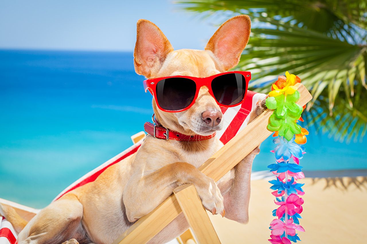 Picture Chihuahua dog Glasses Sunlounger animal