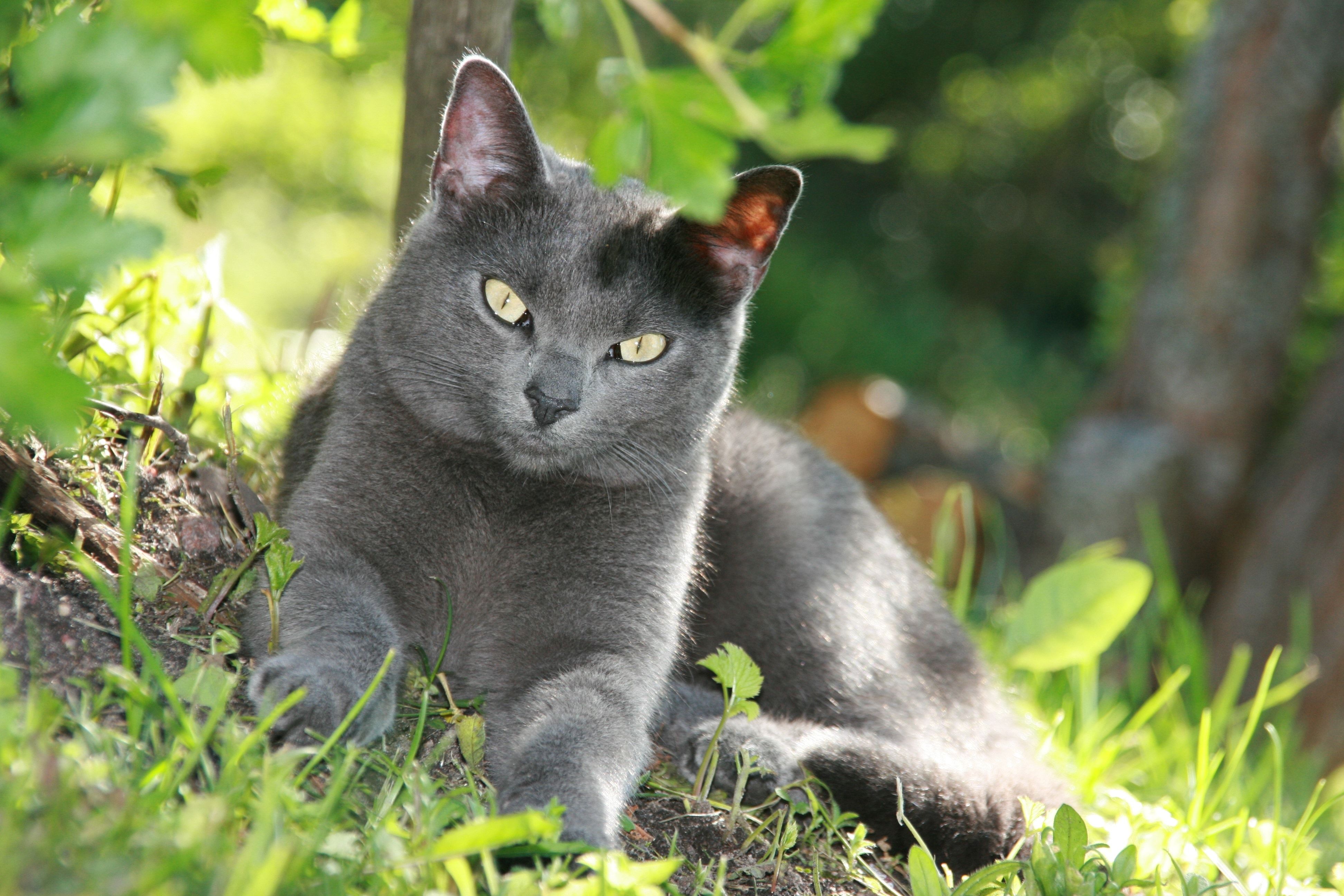 russian grey cat free image