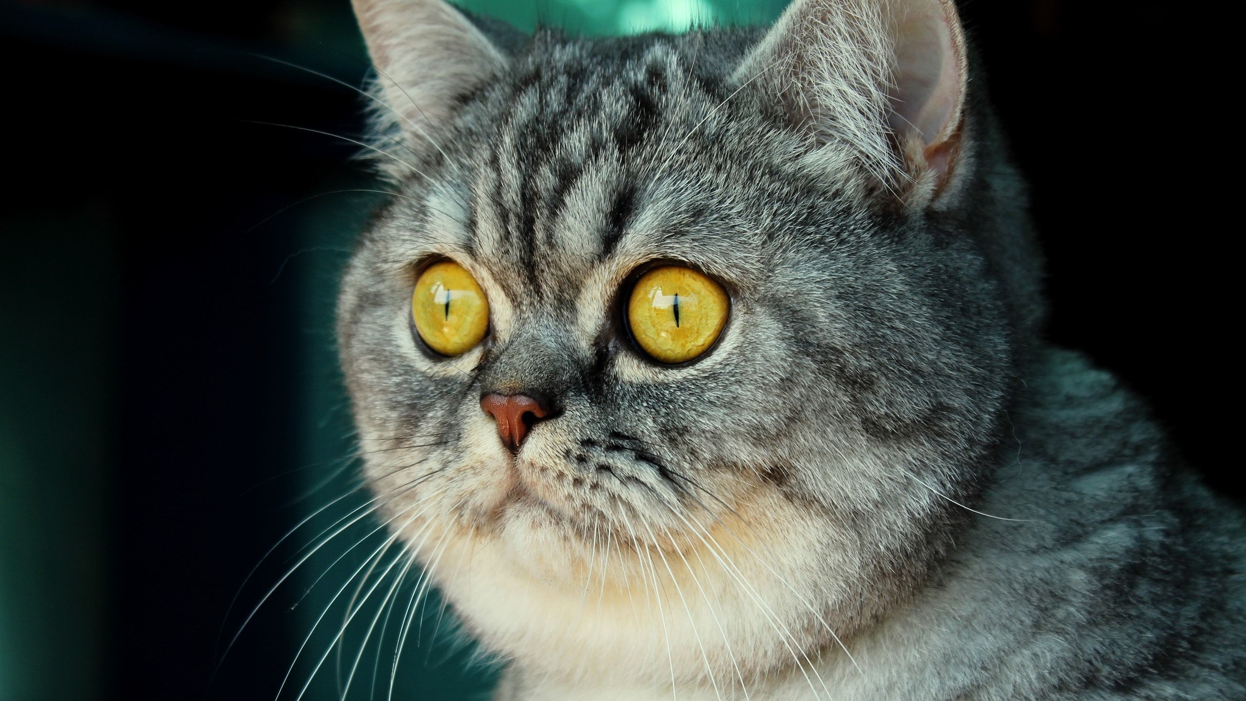 Wallpaper Cute gray striped cat, face, nose, yellow eyes 3840x2160