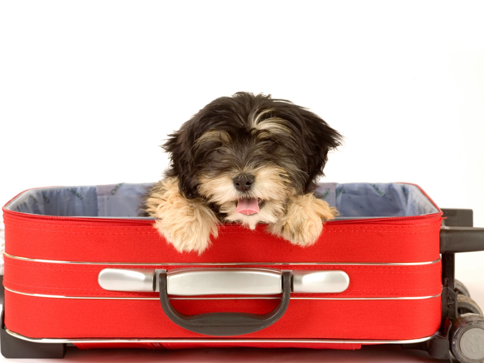 Pets and Your Vacation Plans