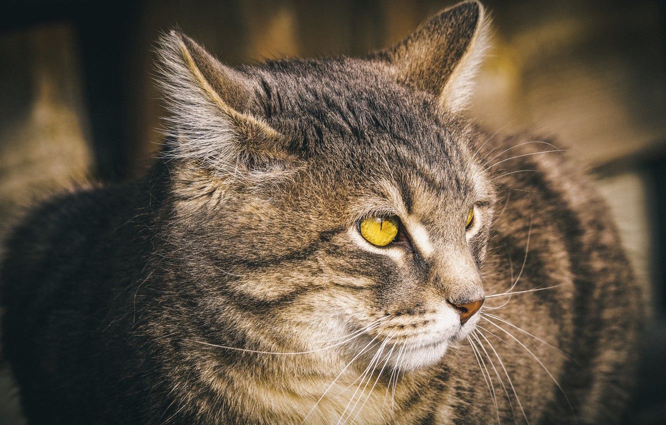 Wallpaper cat, cat, look, face, pose, grey, background, portrait