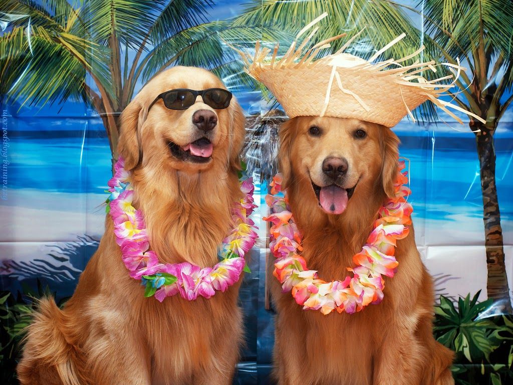Dog Days of Summer Wallpaper. Summer