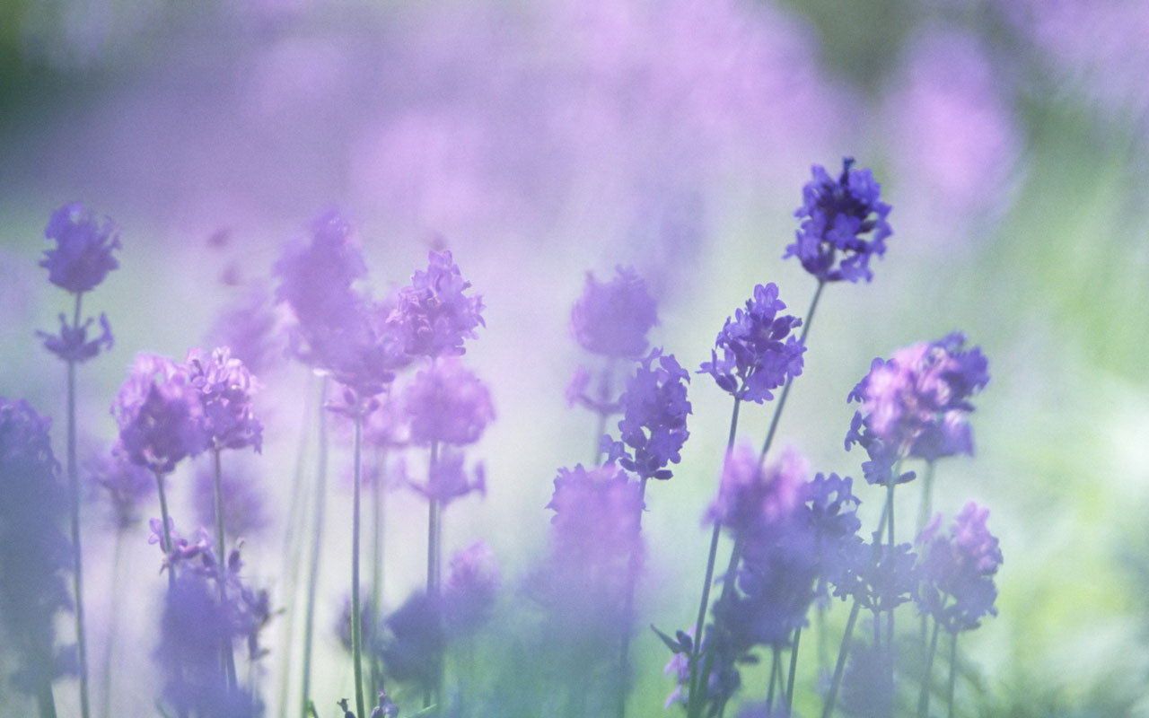 Free download Beautiful Lavender Purple Flower Macro Wallpaper