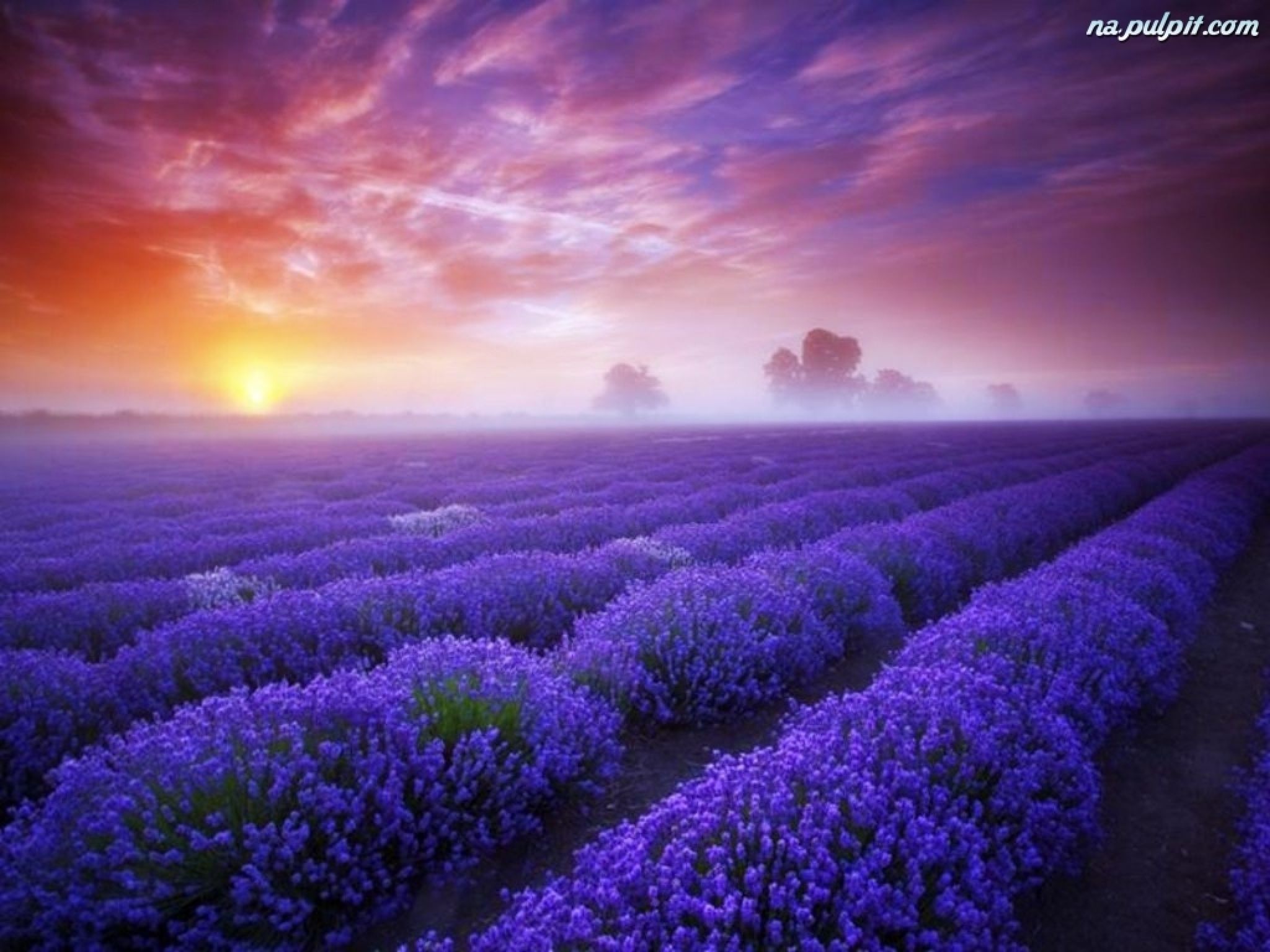 Lavender fields live wallpaper