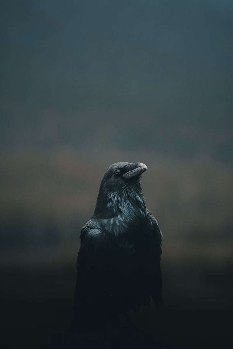 IPhone Wallpaper. Black, Raven, Raven, Sky, Crow Like Bird, Bird