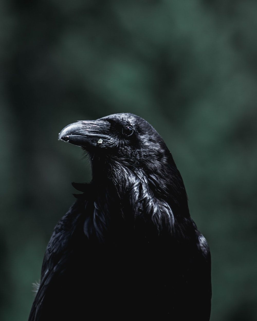 black crow facing sideways photo
