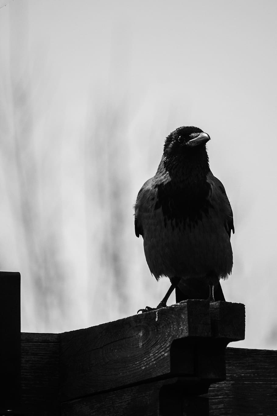 HD wallpaper: grayscale photography of crow, animal, bird, dark