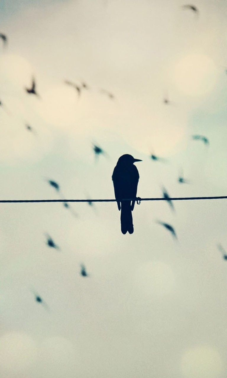 Black crows on a phone wire