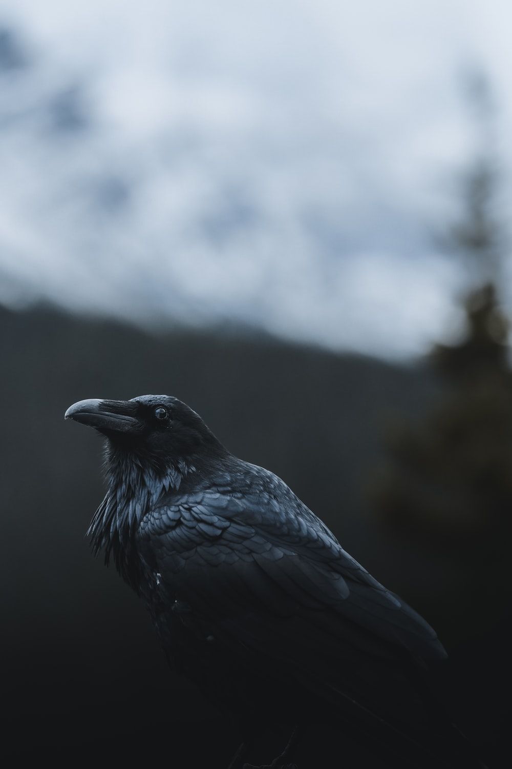 black crow facing sideways photo