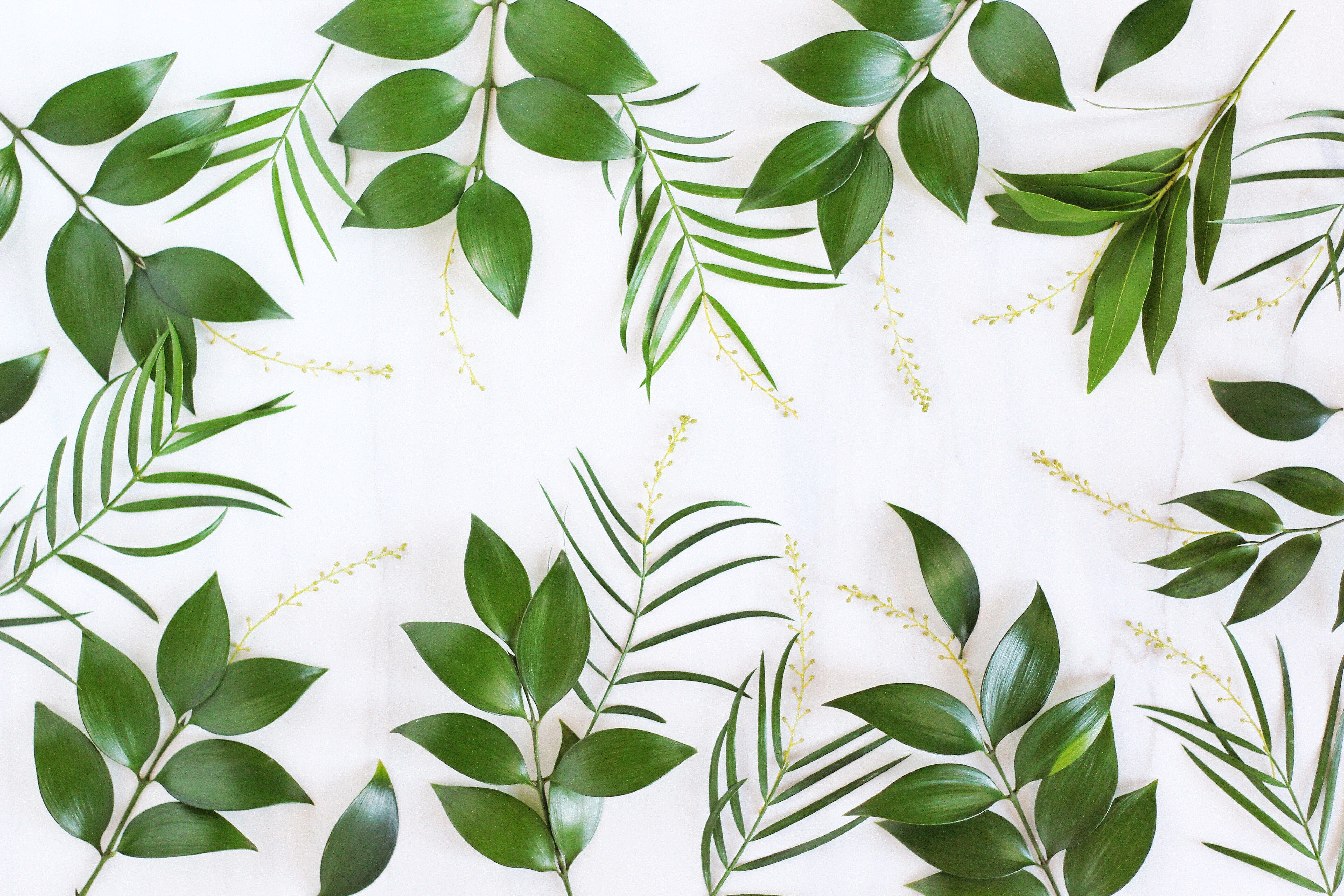 Tropical Leaves Desktop Wallpaper