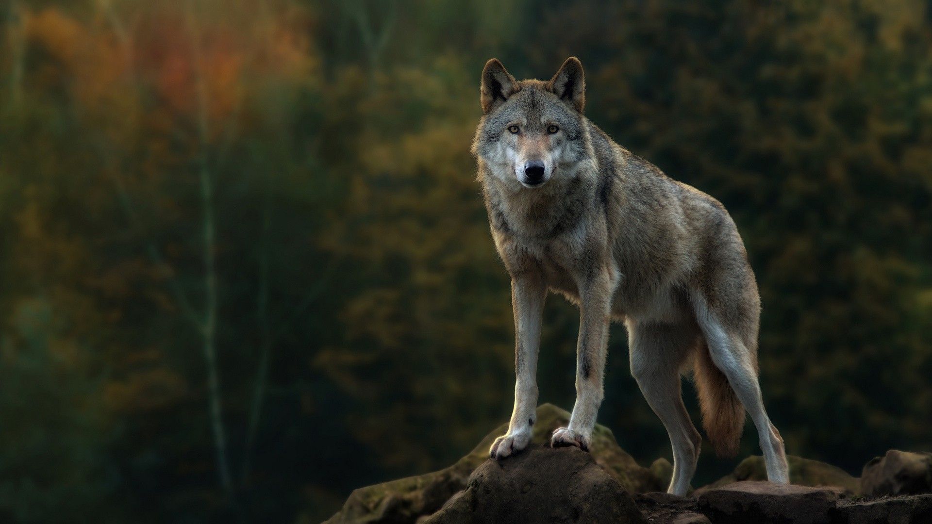 Grey Wolves Desktop Background