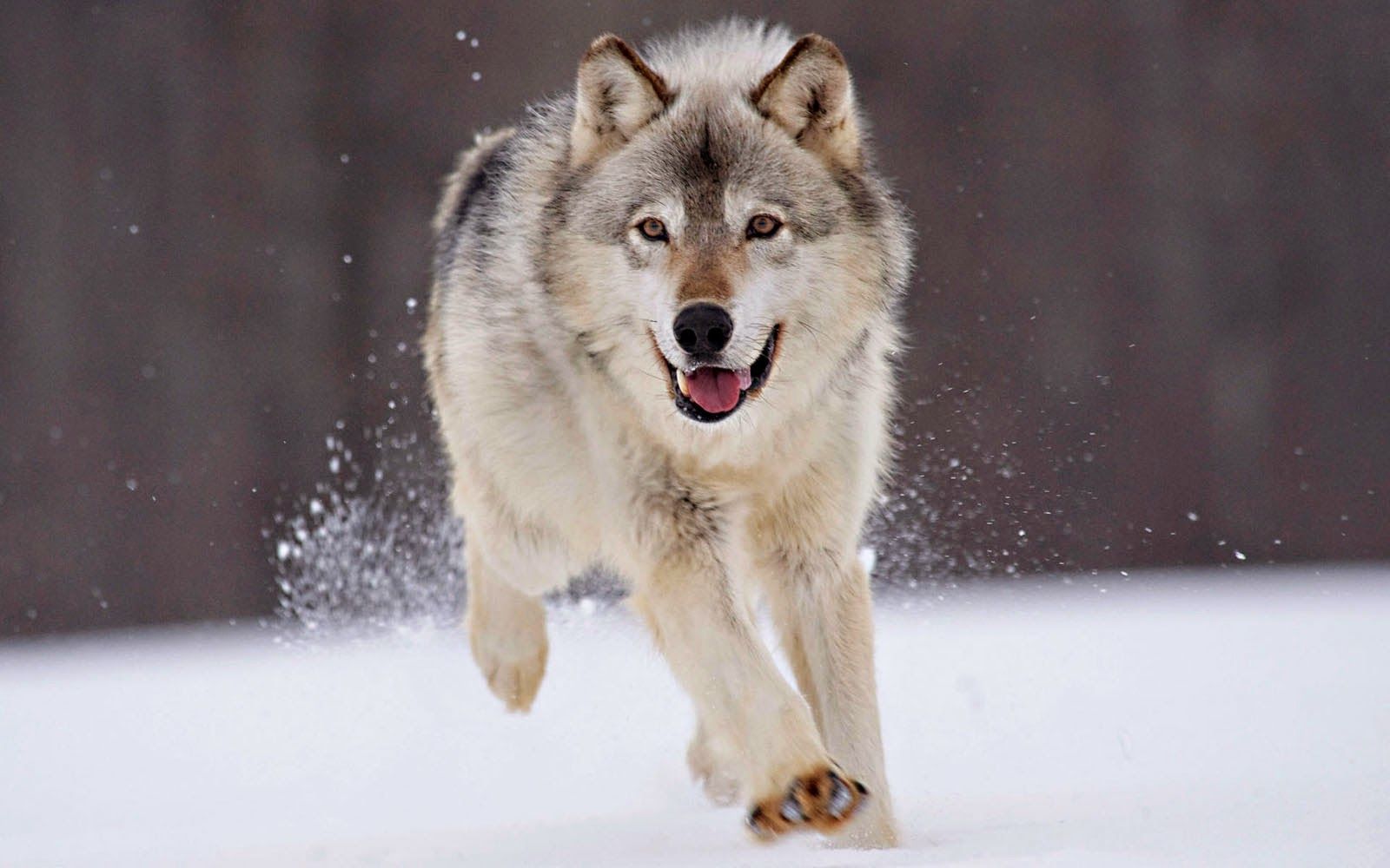 wallpaper: Wolf Wallpaper