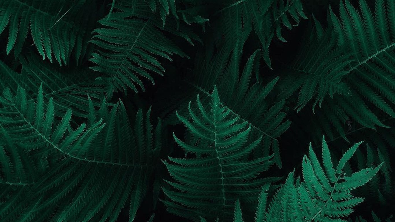 Green Leaf Dark Nature Wallpaper