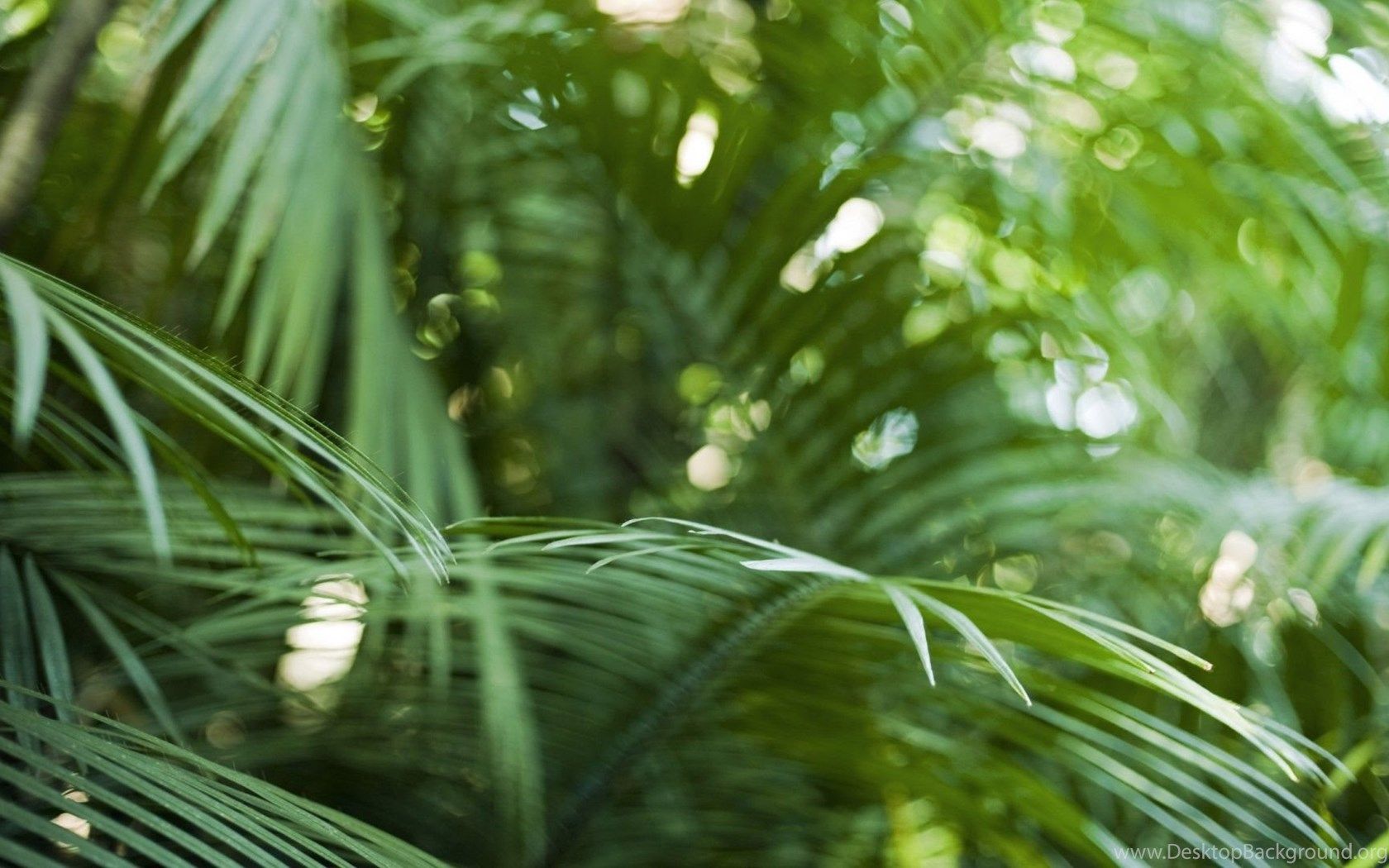 Close up Nature Bokeh Rainforest Palm Leaves Wallpaper Desktop