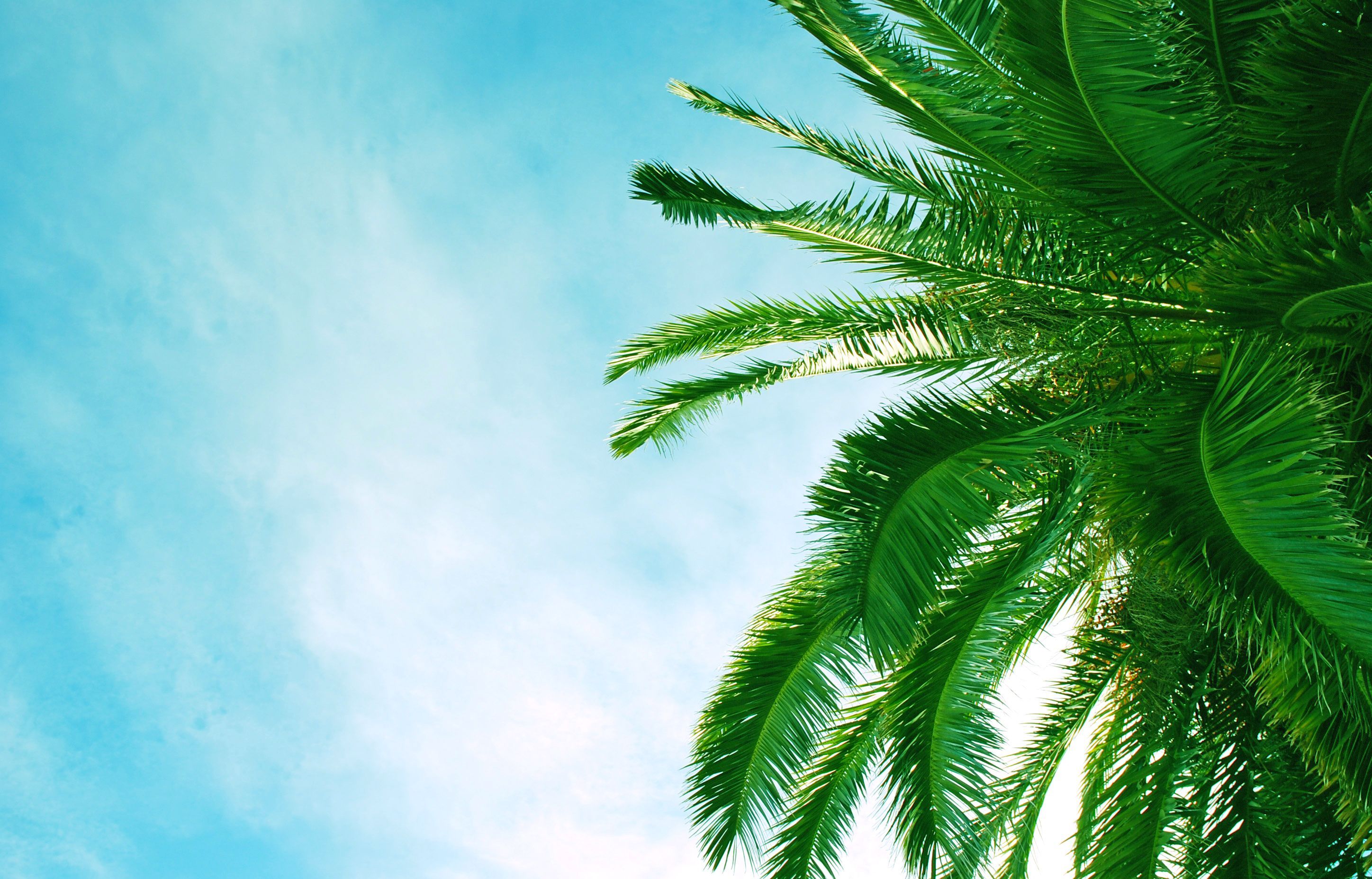 palm, palm, leaves, Trees, beach, Africa, HD desktop wallpaper