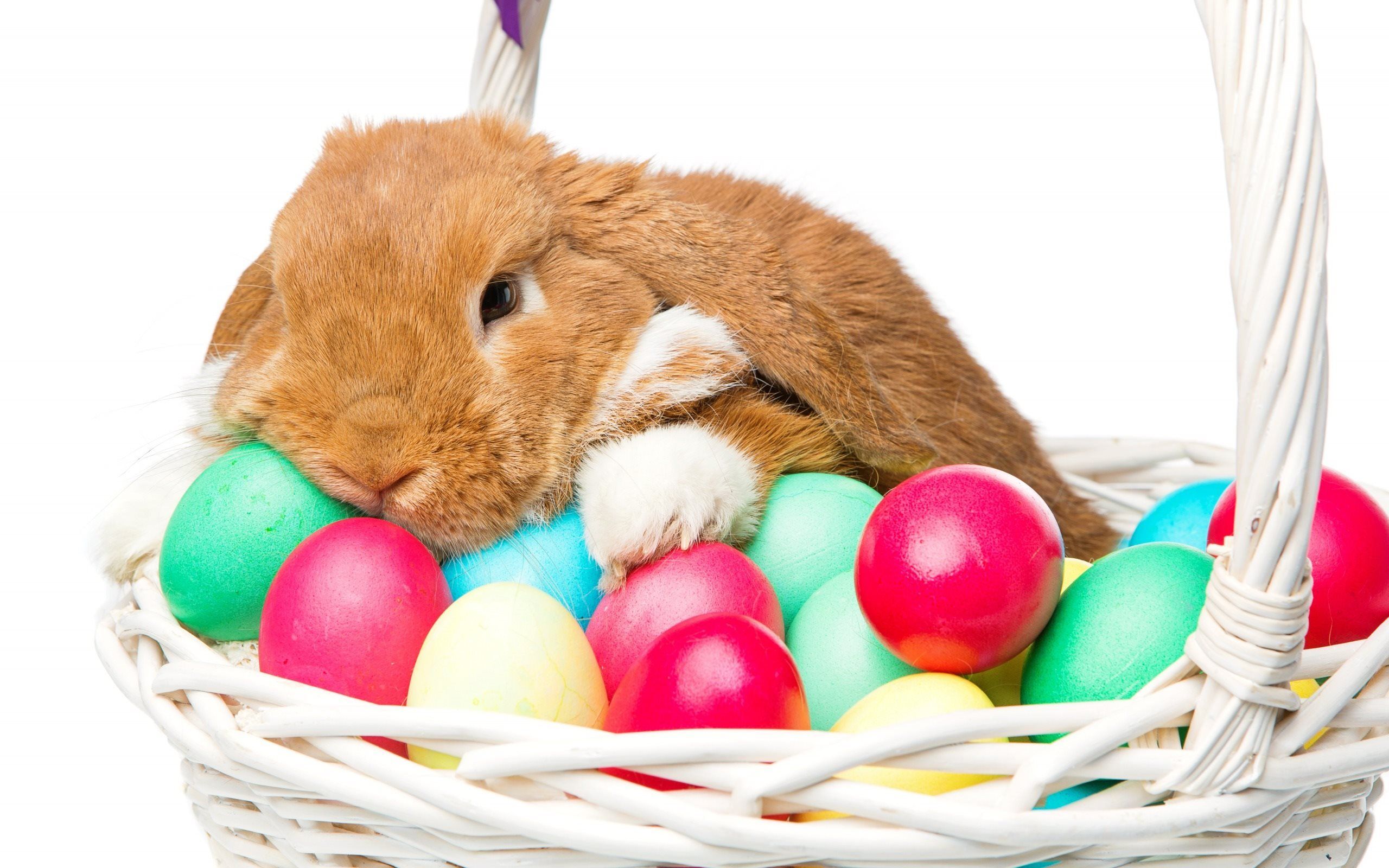Easter Animals Wallpapers - Wallpaper Cave