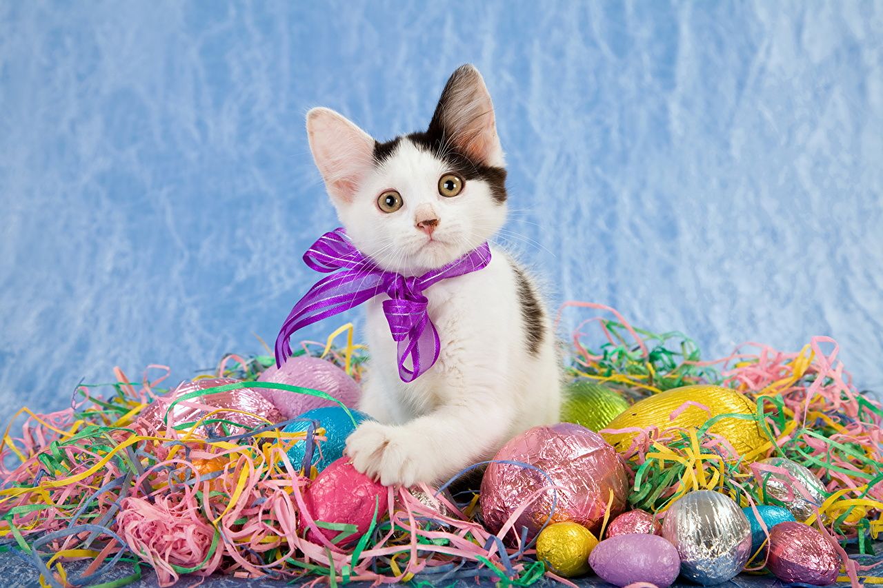 Desktop Wallpaper Easter Cats Eggs Bowknot Animals Holidays