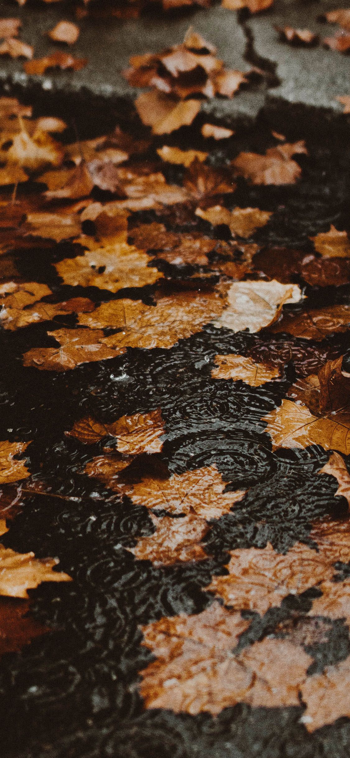 iPhone Xs Autumn Wallpaper Raining Place, Download