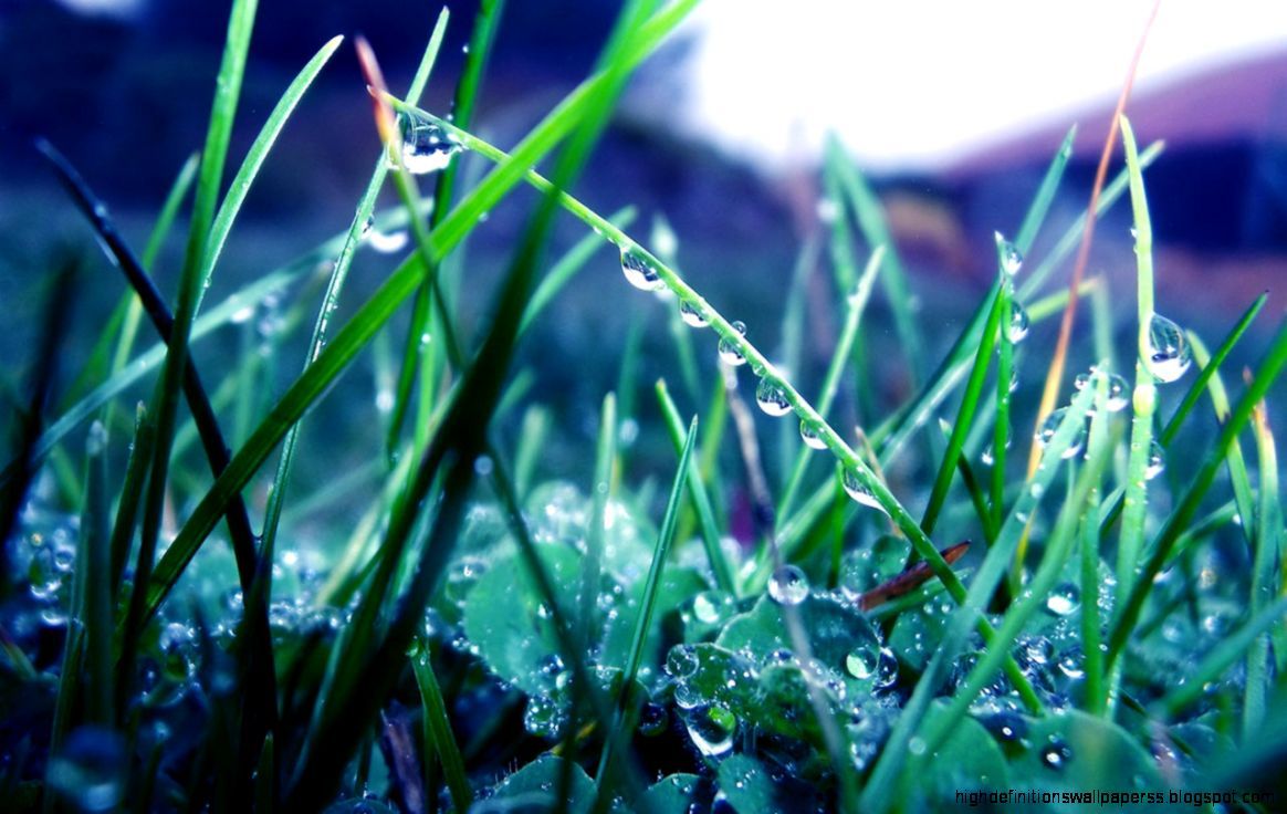 Photography Plants Rain Drops Dew Aesthetic HD Wallpaper. High