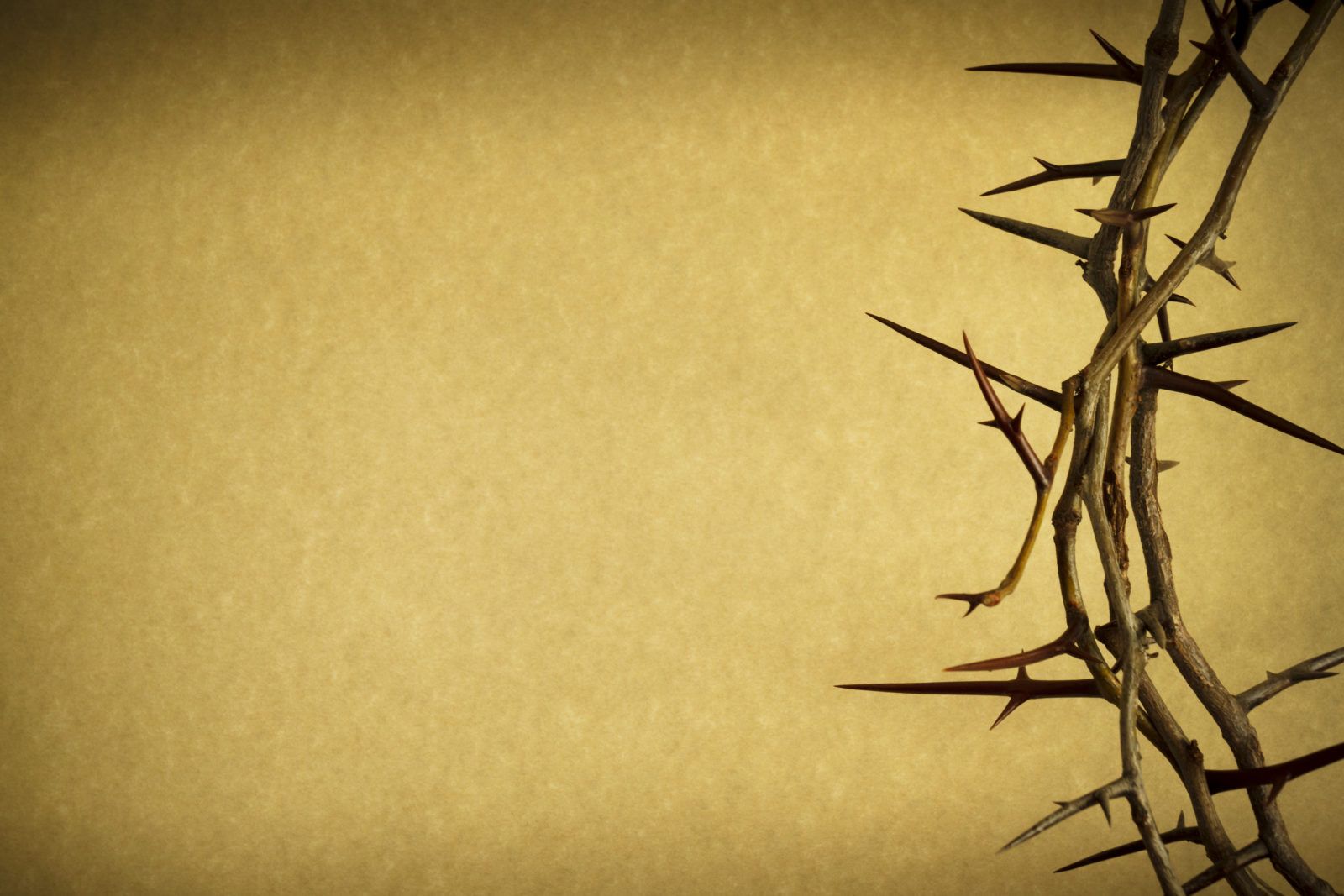 Crown of Thorns Background. Princess