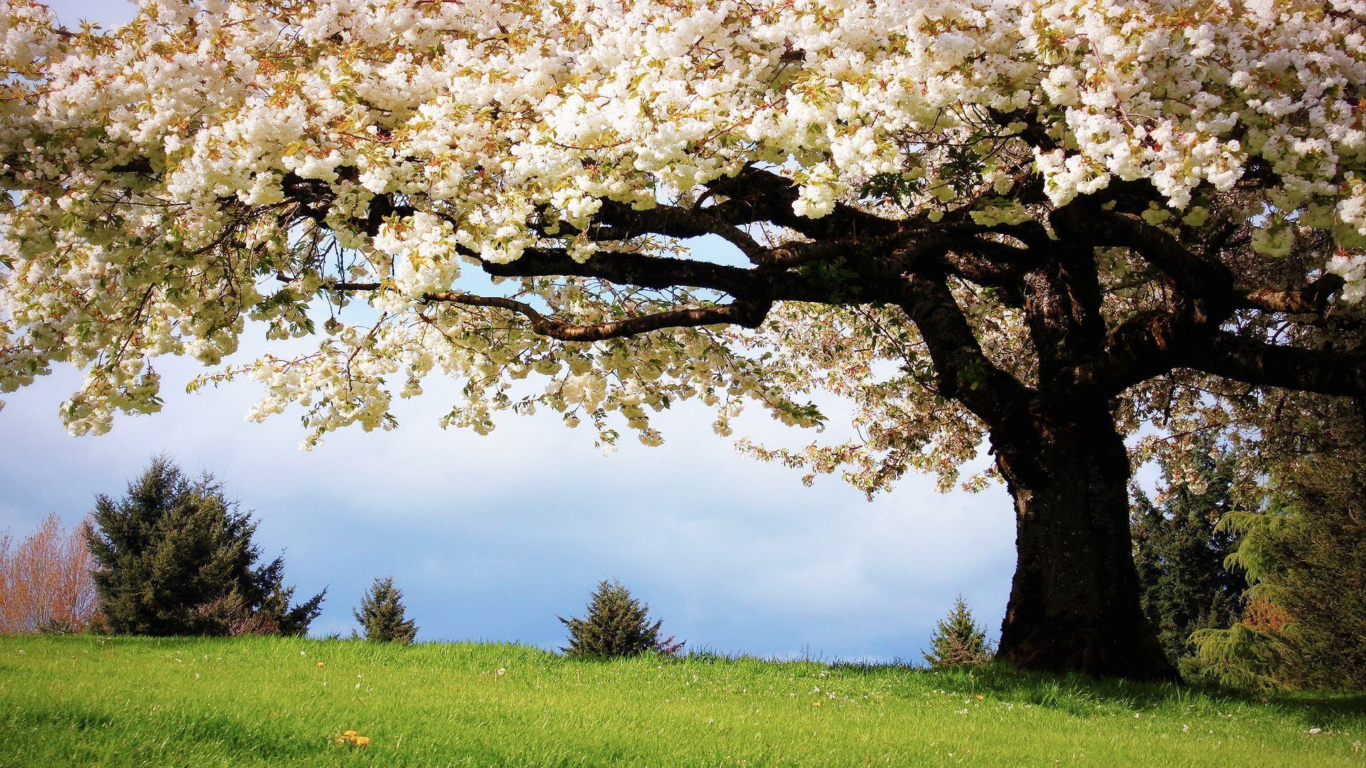 Spring Scenery Wallpaper