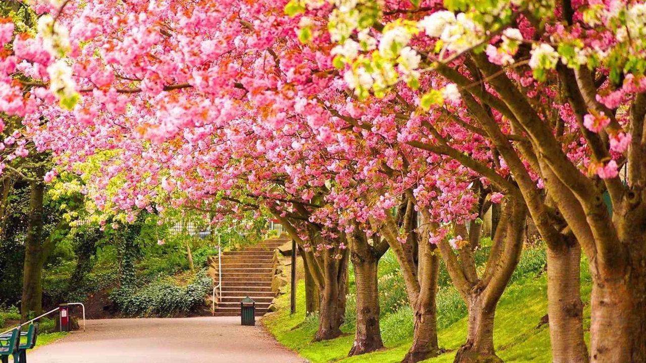 Spring Scenery Wallpaper for Android