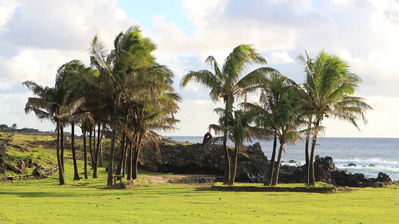 Picture Chile Easter Island Nature Palms Grass Trees 1366x768