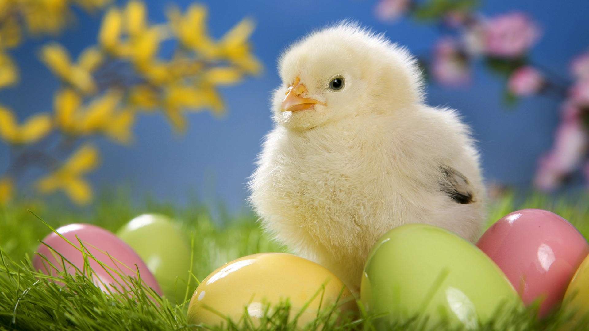 Cute Easter Chick with Eggs HD Wallpaper FullHDWpp HD