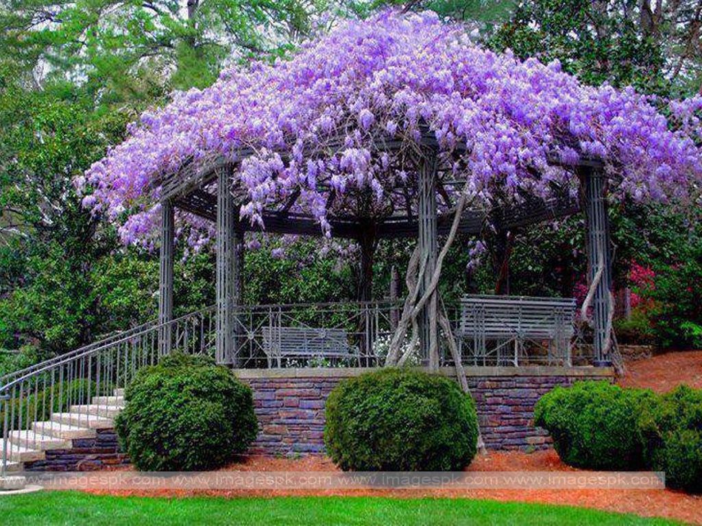 spring scenery desktop wallpaper