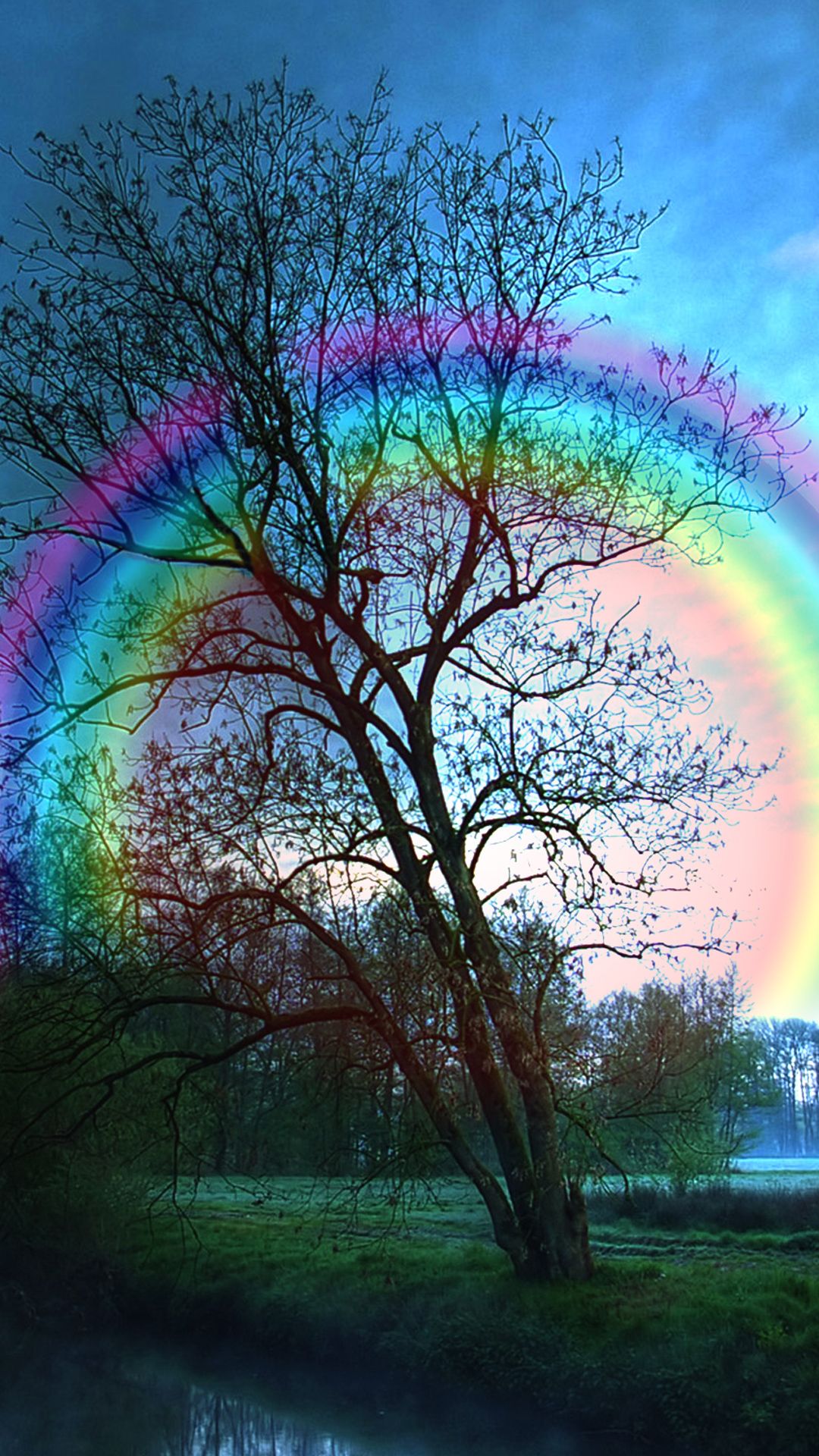 Rainbow Tree IPhone 6S Plus Wallpaper Quality Image And Transparent PNG Free Clipart