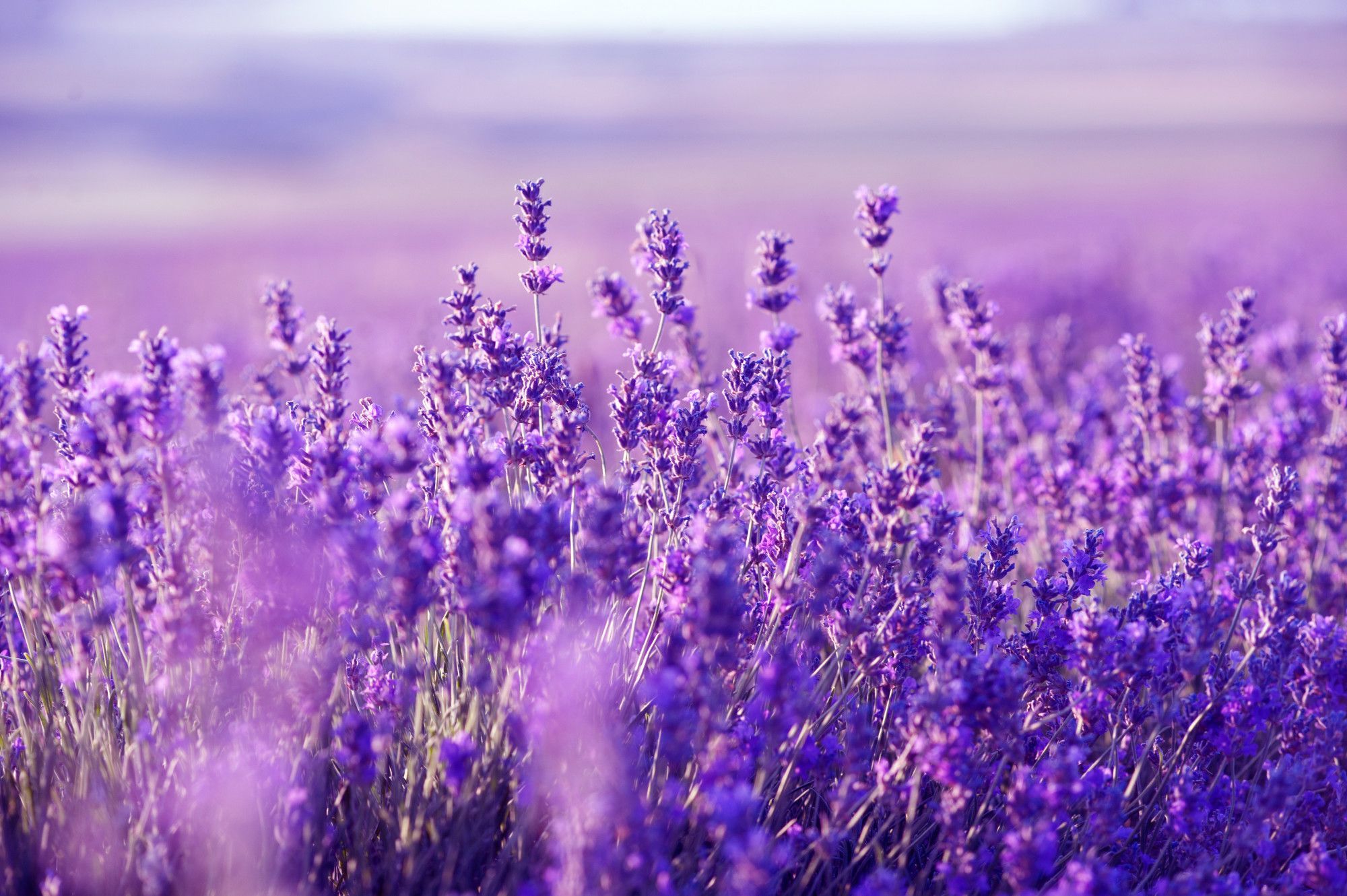 presentation background lavender
