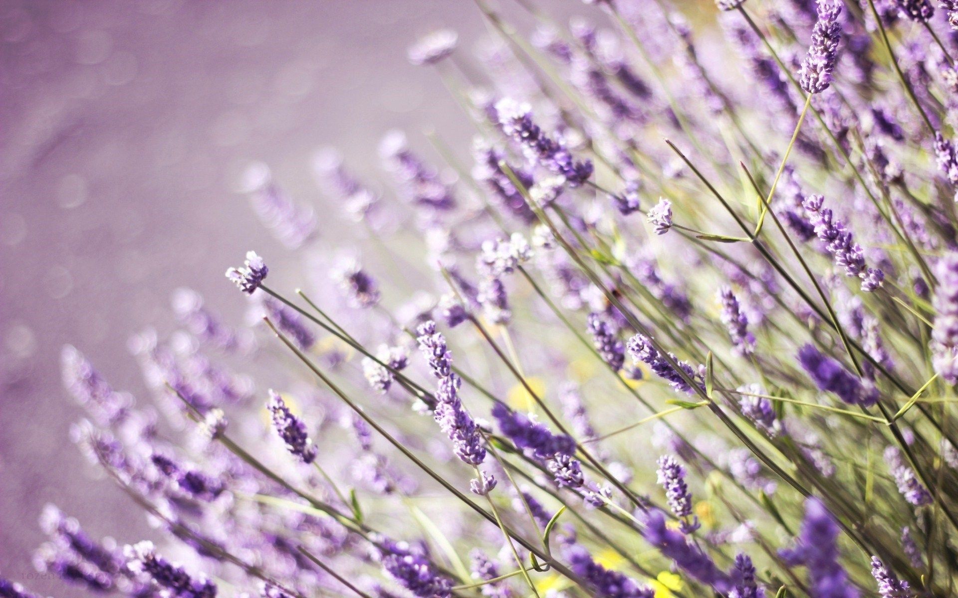 Download Free Lavender Flower Background
