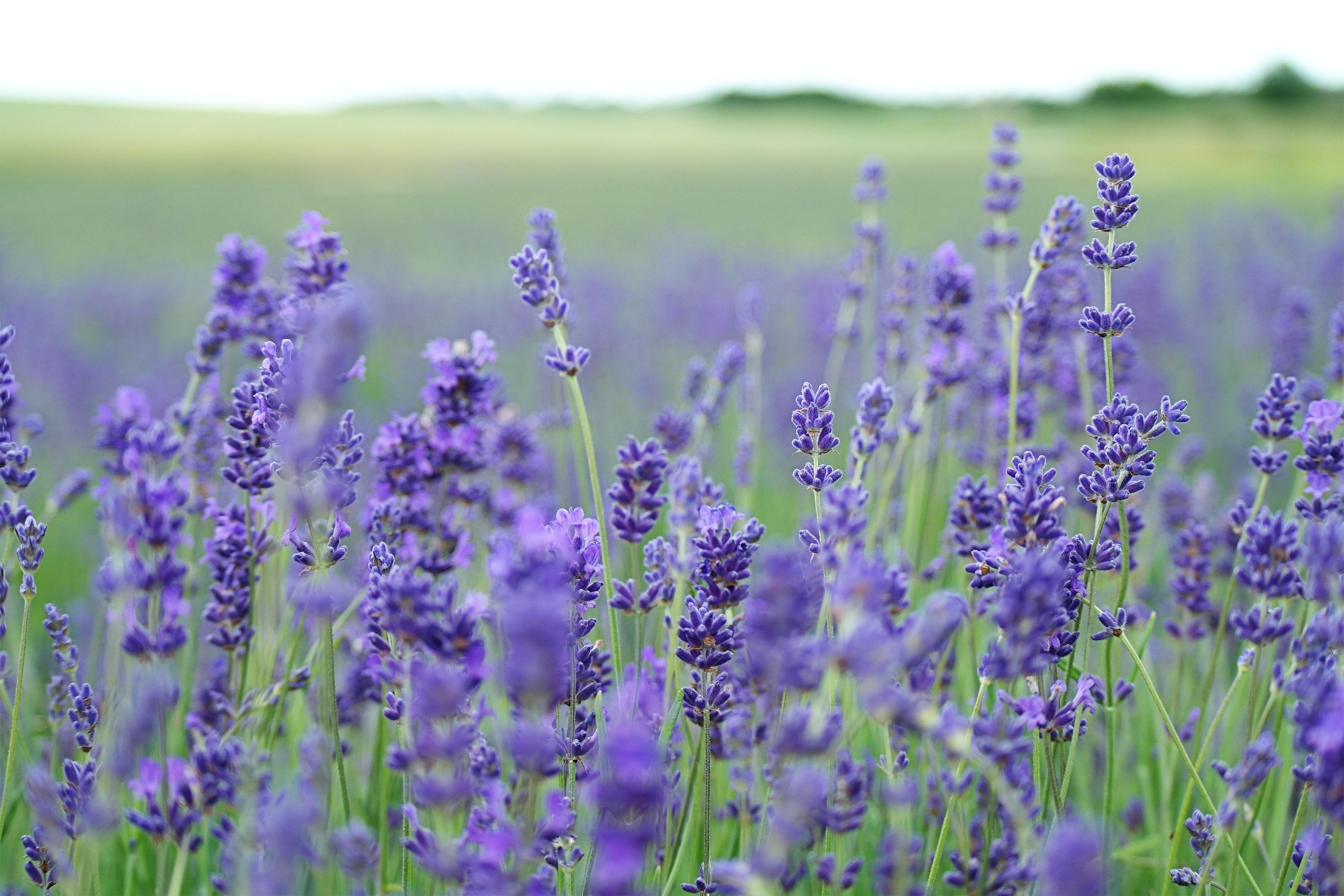 Best Lavender Field Picture [HD]. Download Free Image