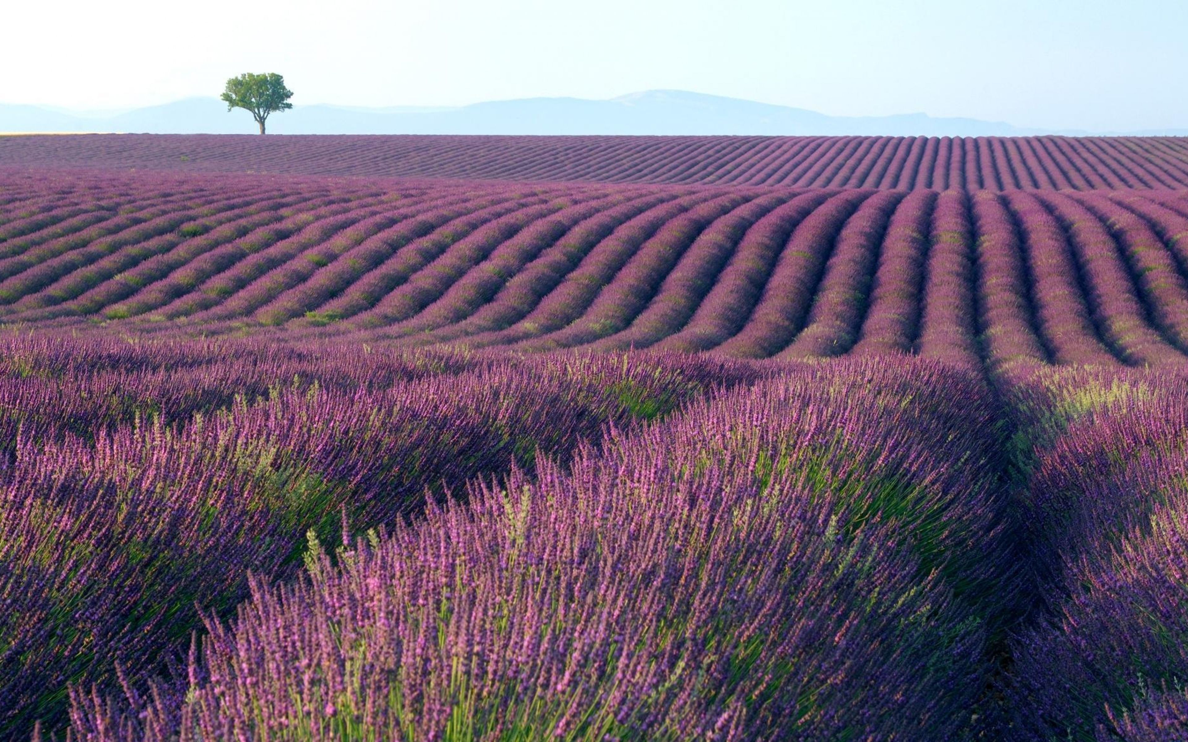 Top HDQ Free Lavender Image, Wallpaper FNZ88 Collection