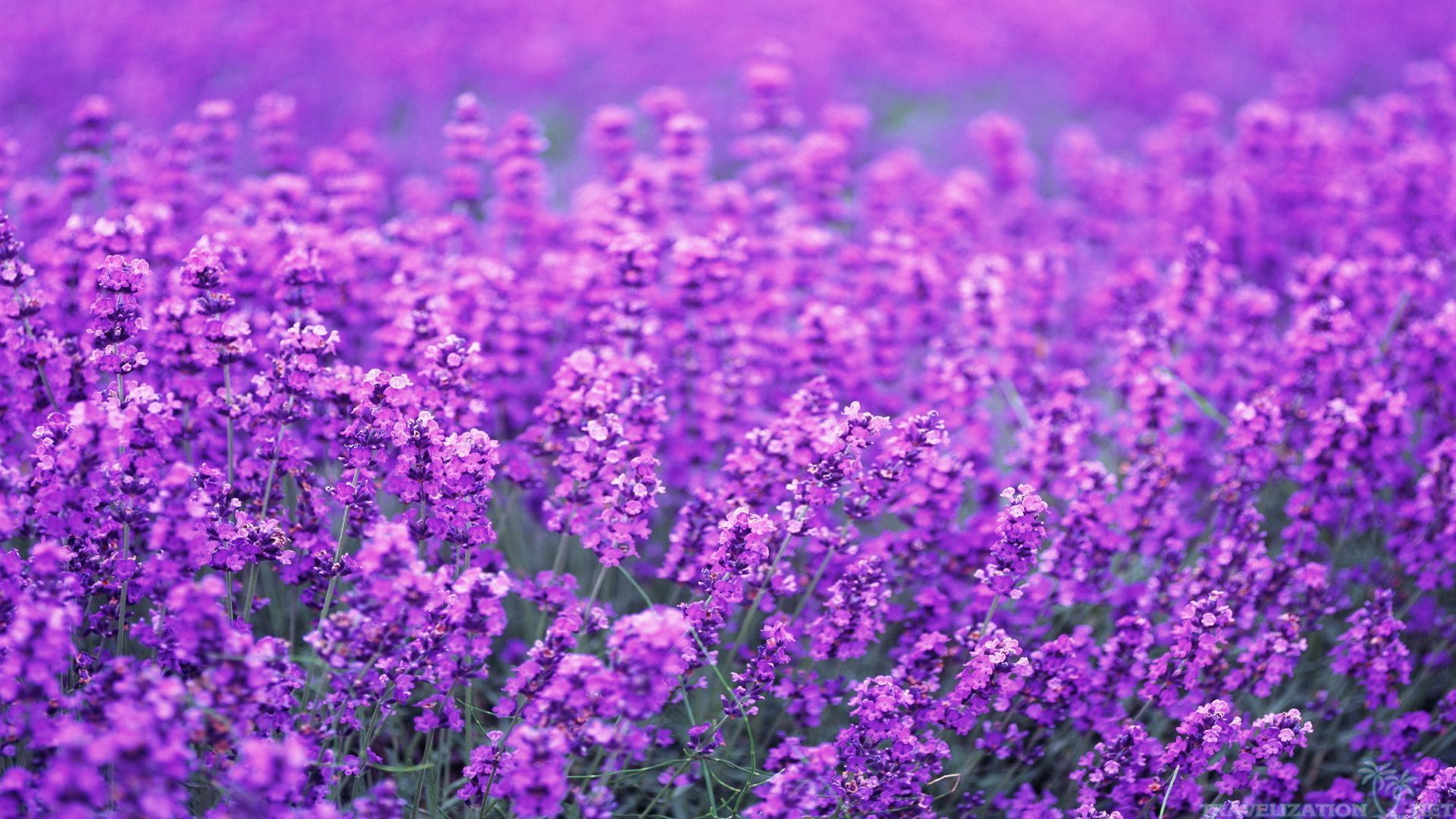 Lavender Desktop