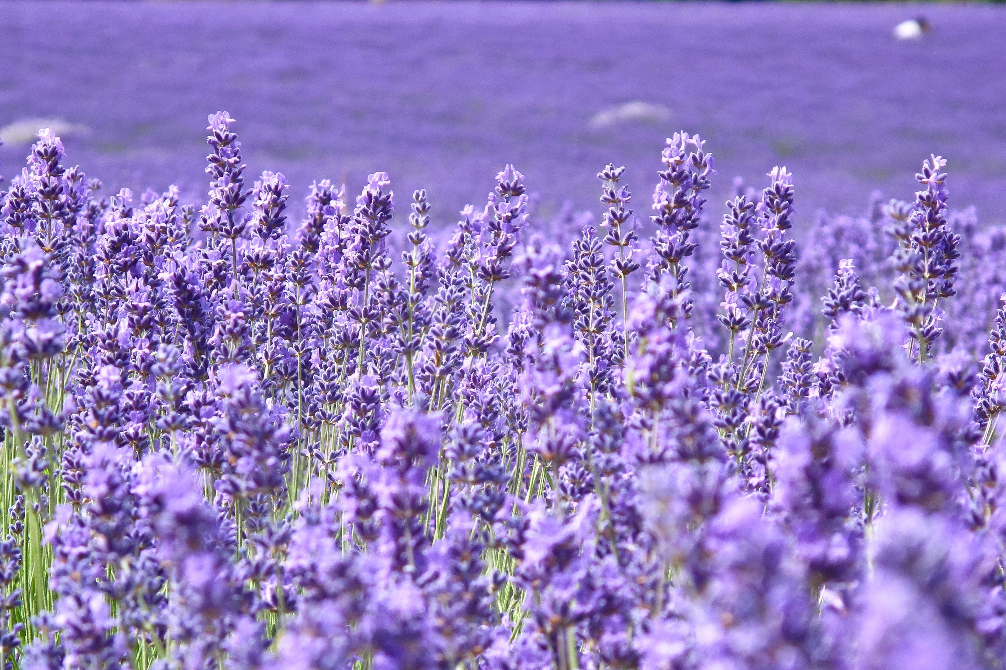 Luxury Lavender Flower Image Free Download
