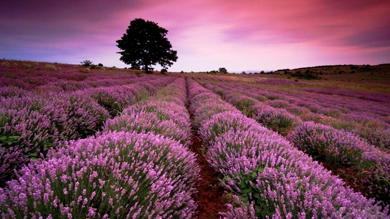 Lavender Fields Wallpapers.