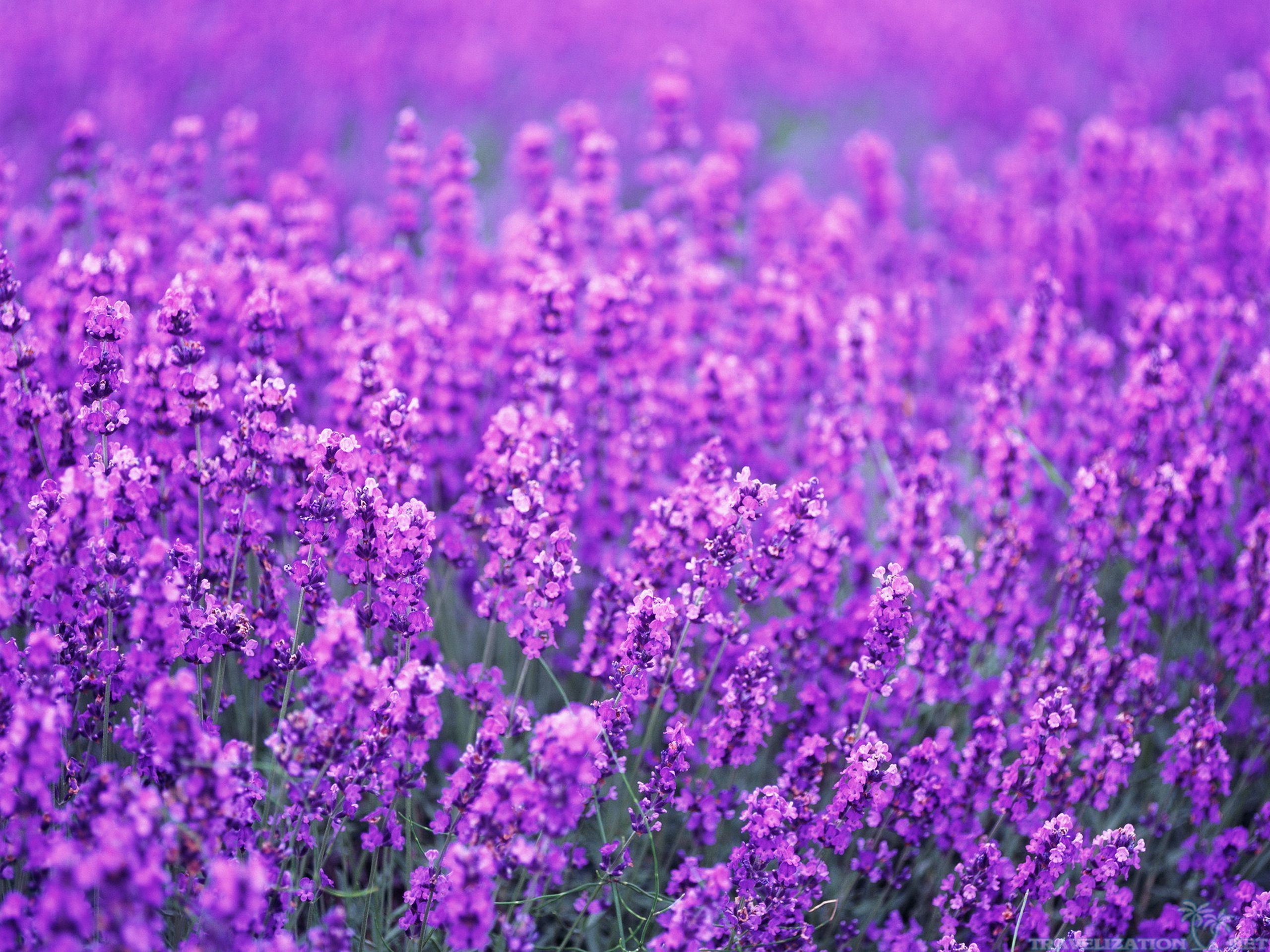 Lavender Wallpaper. Lavender Flower