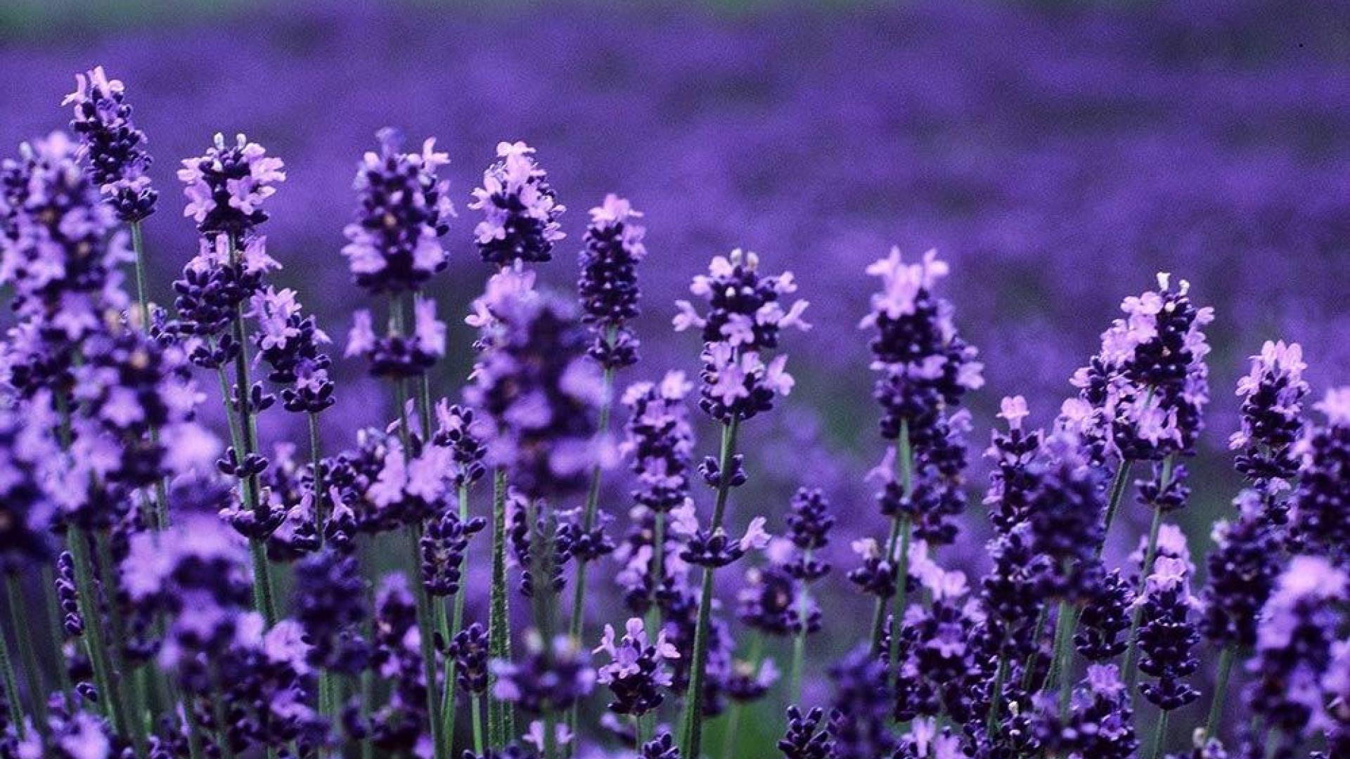 Free download Lavender HD Wallpaper High Definition High Quality