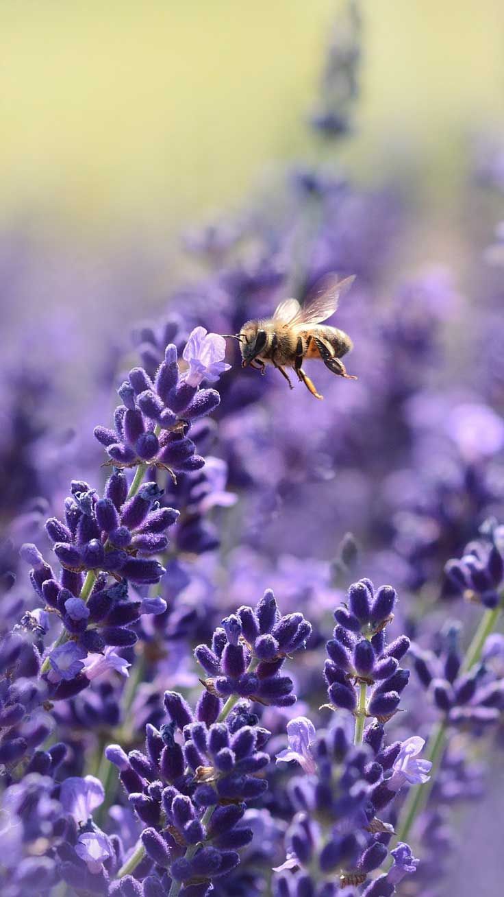 Free Lavender Wallpapers - Wallpaper Cave