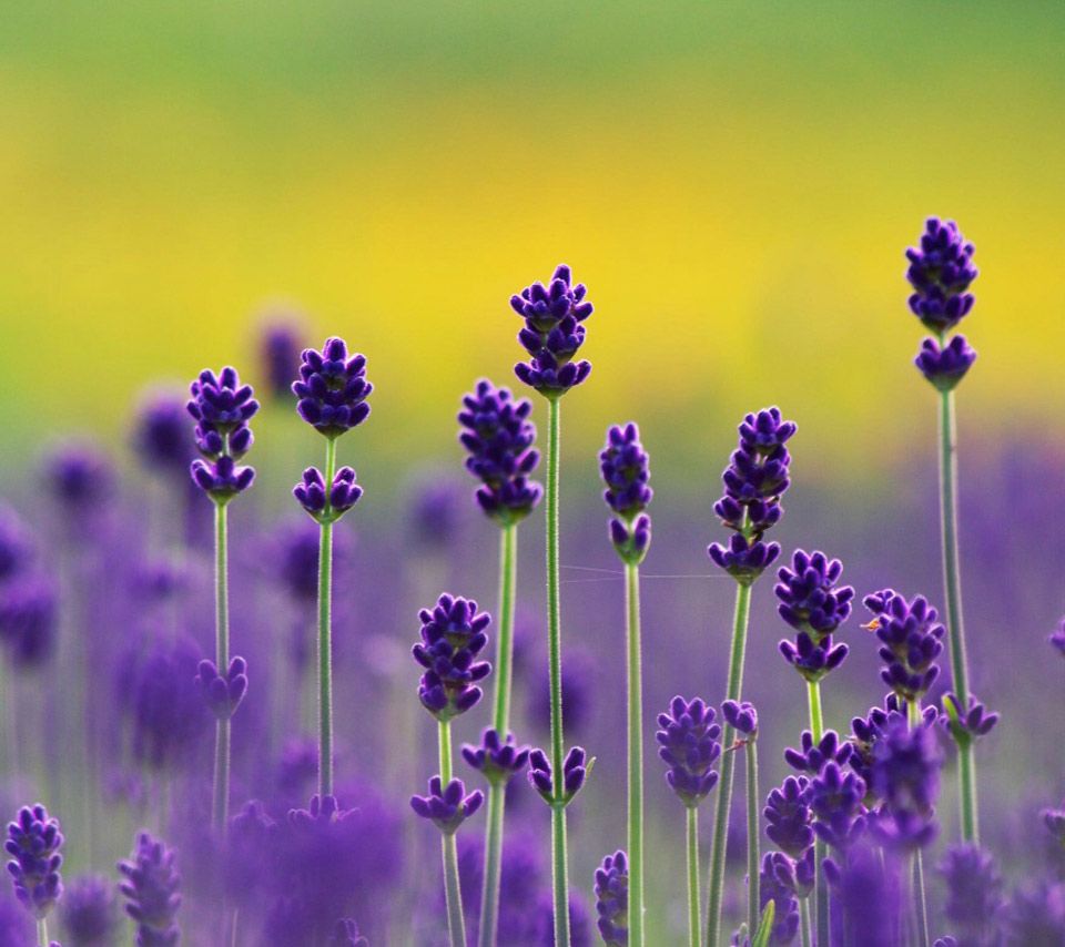 Beautiful Lavender Fields Free PPT Backgrounds for your PowerPoint