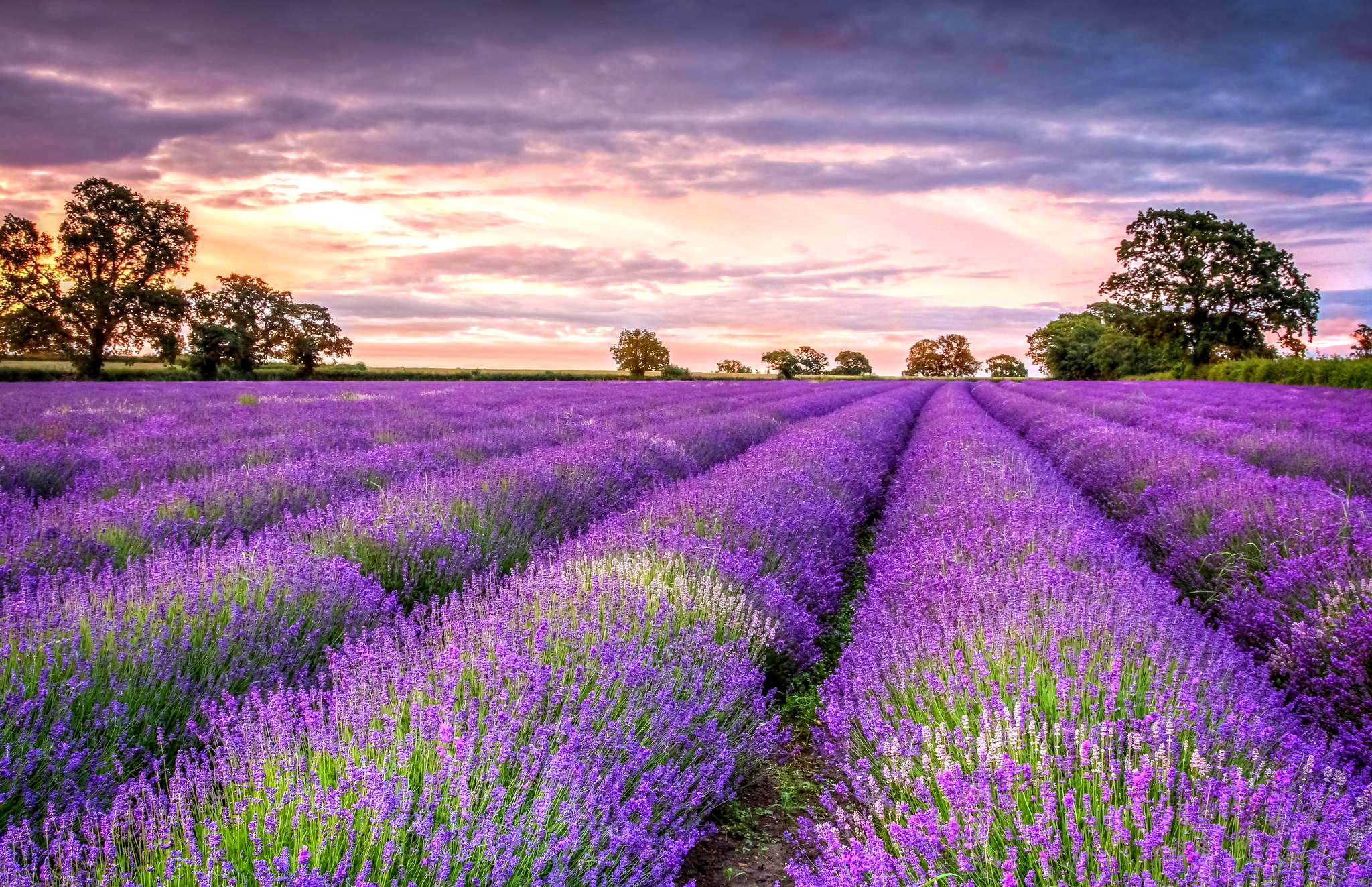 lavender desktop wallpaper